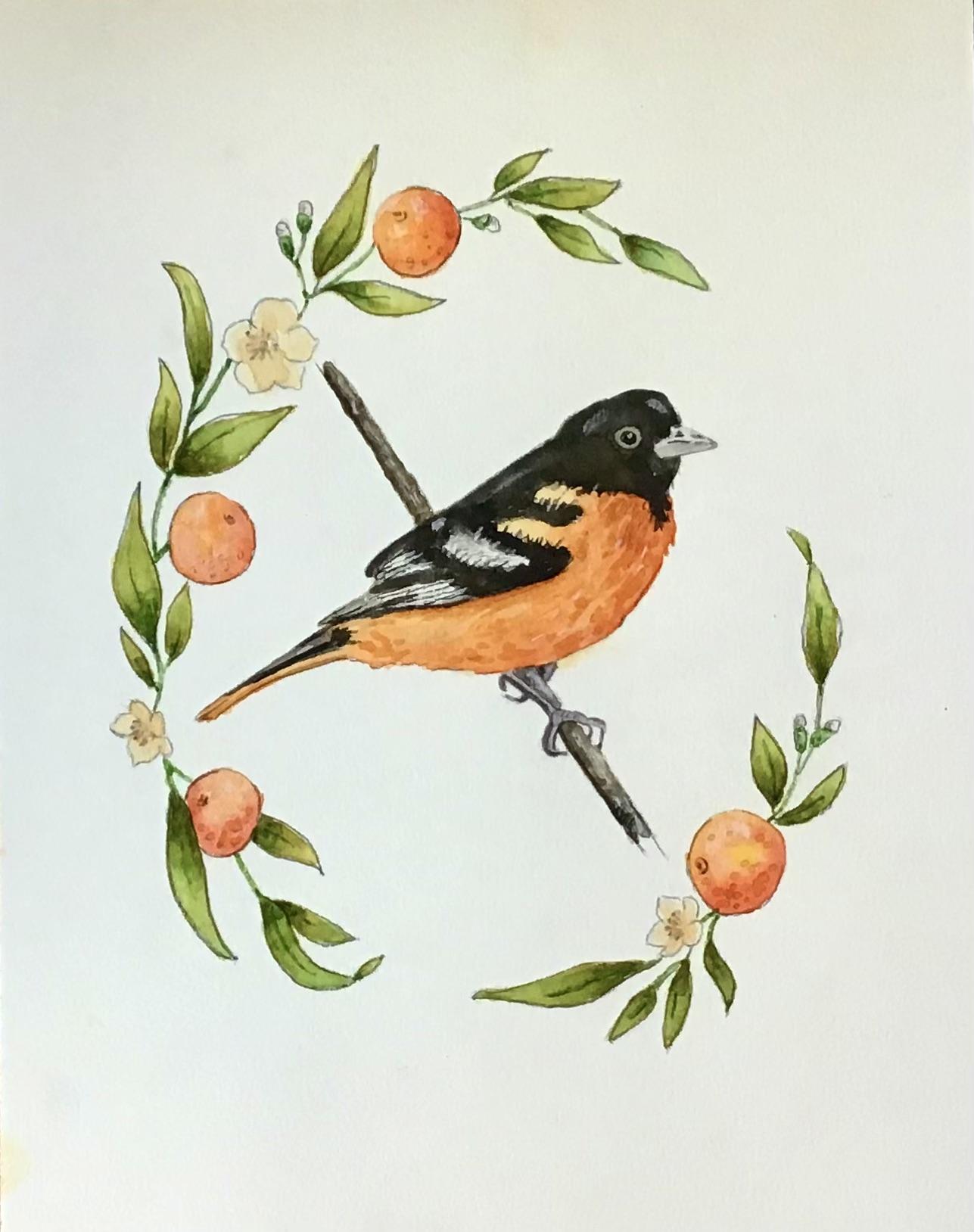 Baltimore oriole - image 1 - student project