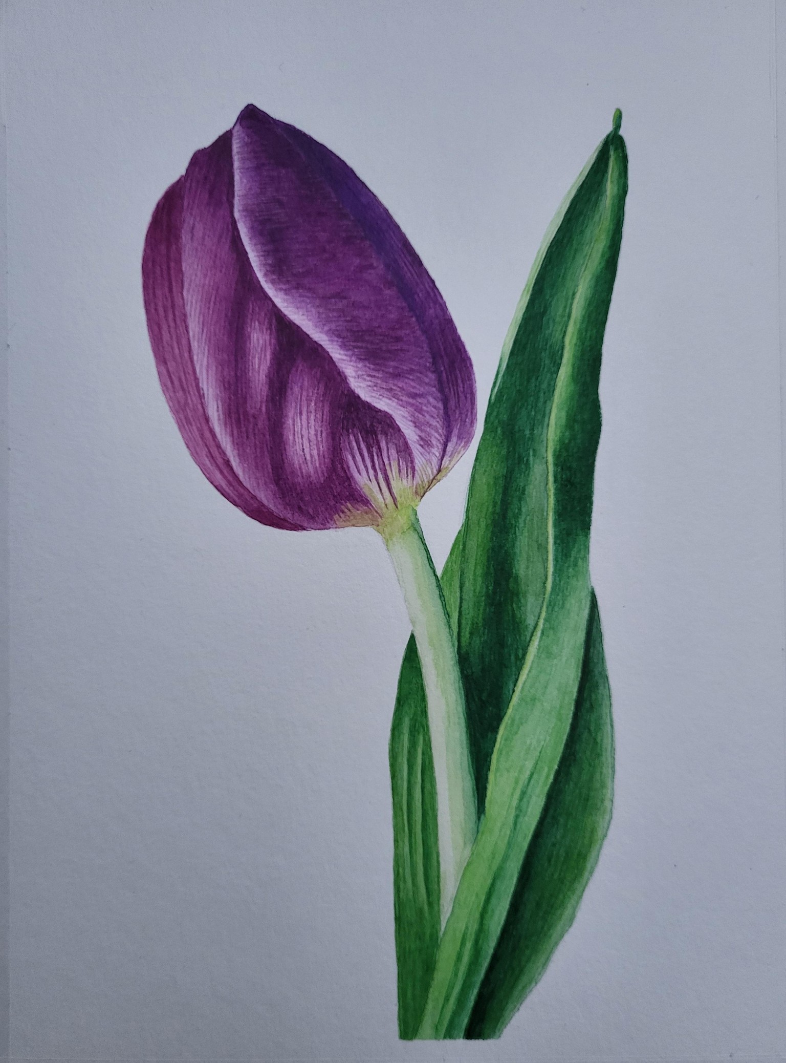 Watercolor Tulip - image 1 - student project