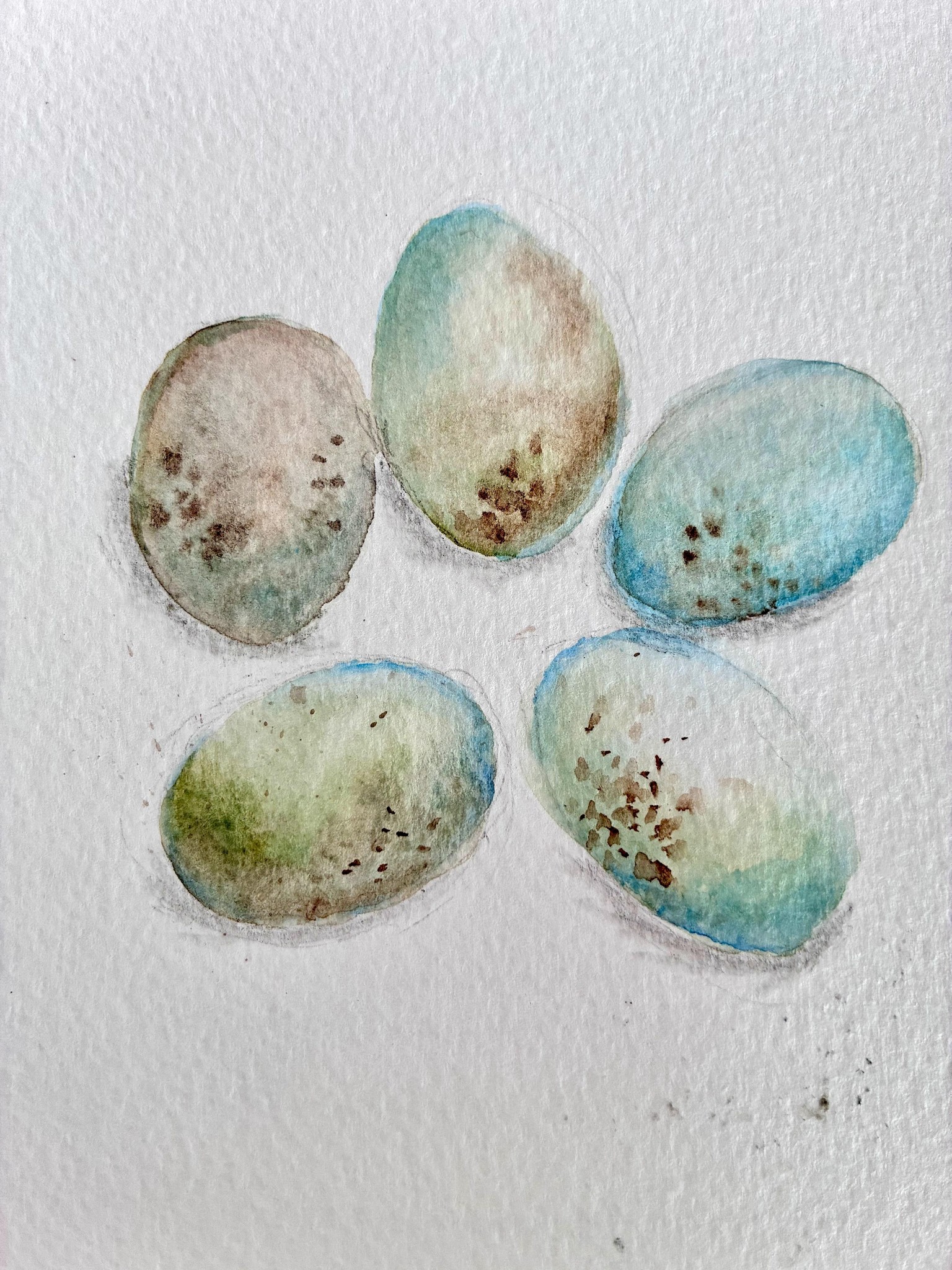 Nesting bird and eggs! - image 2 - student project