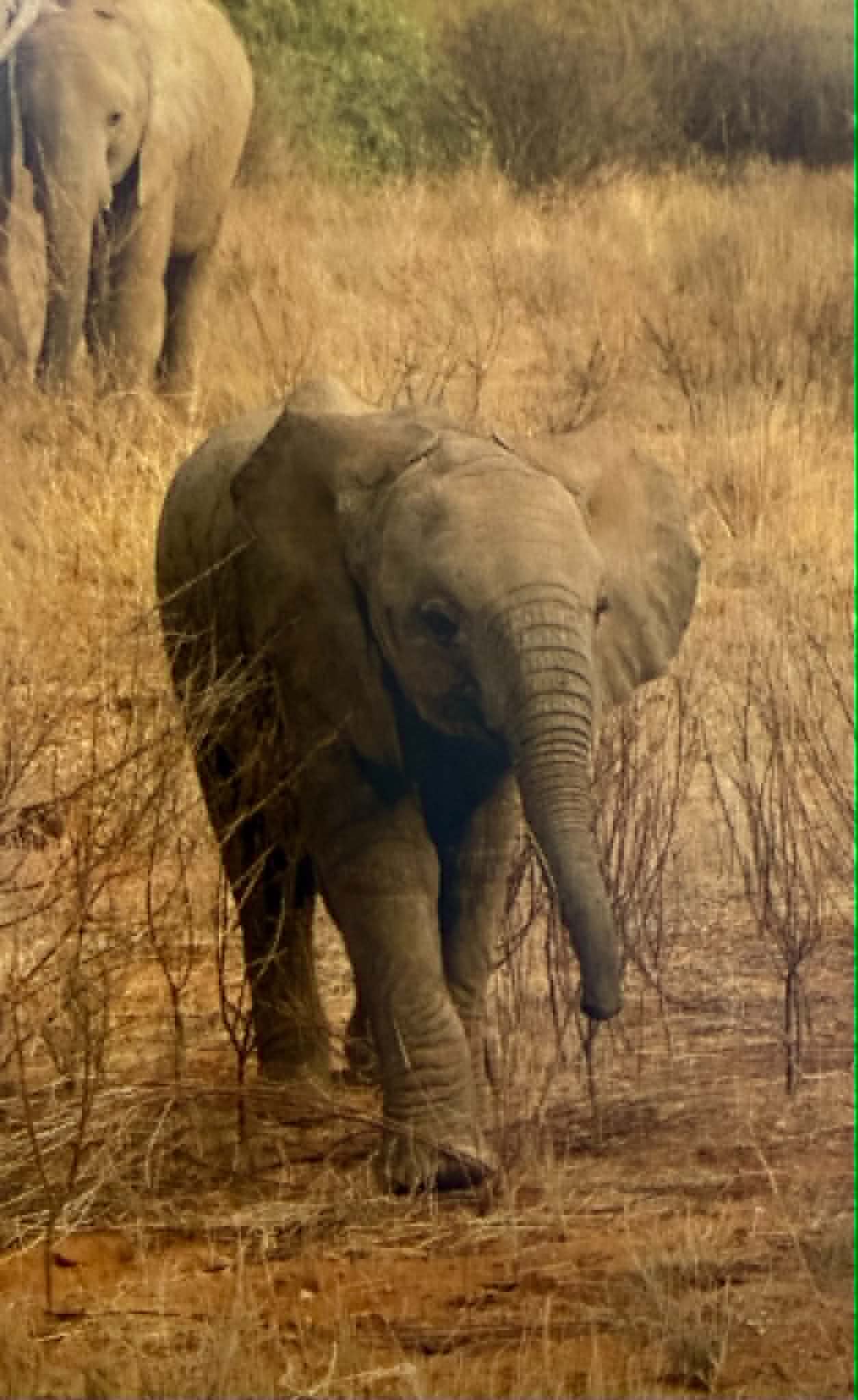 My Kenyan Tembo - image 2 - student project