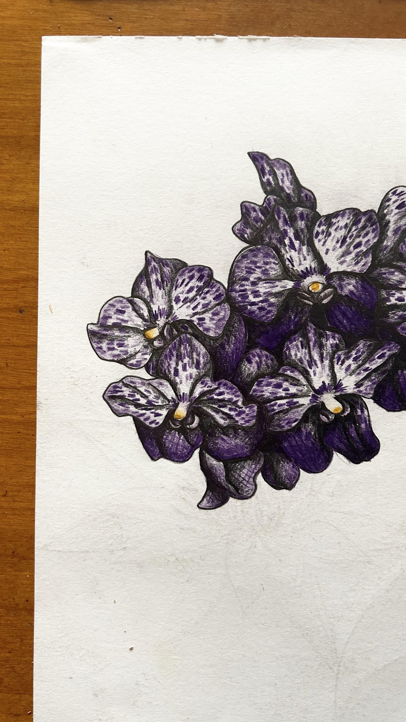 Spotted Orchids - image 3 - student project