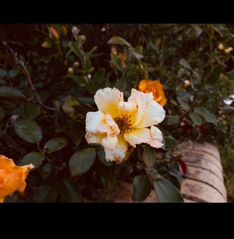 Flower 🌺 - image 1 - student project