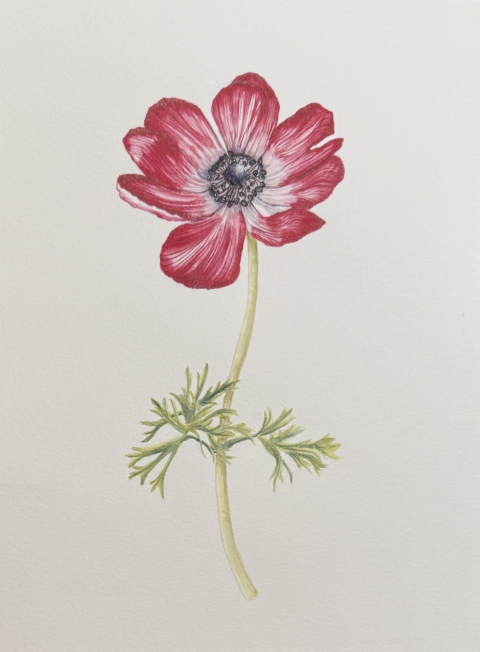 Watercolor Red Anemone - image 1 - student project