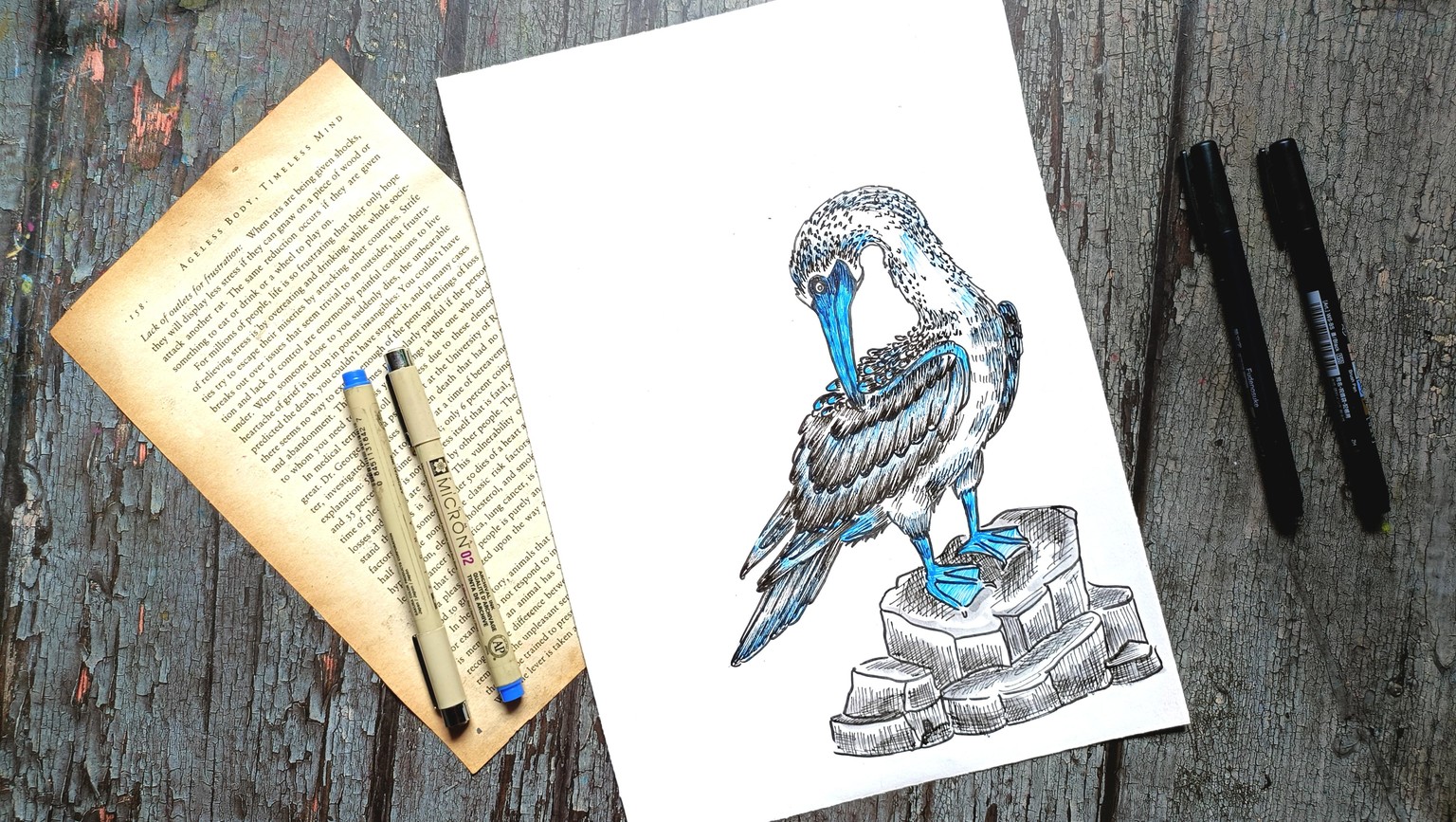 Blue Footed Bird - image 7 - student project
