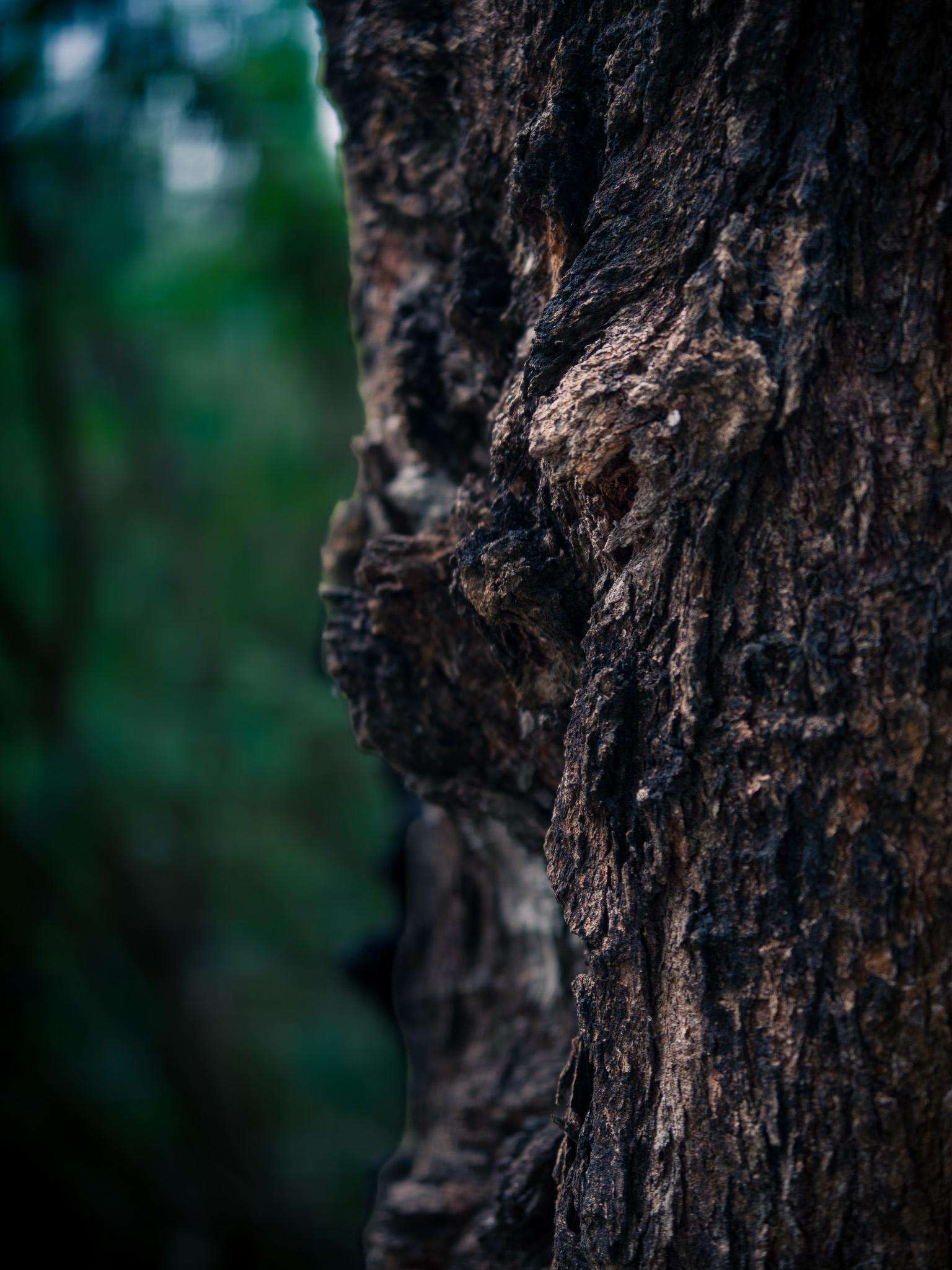 Nature Photography - image 2 - student project