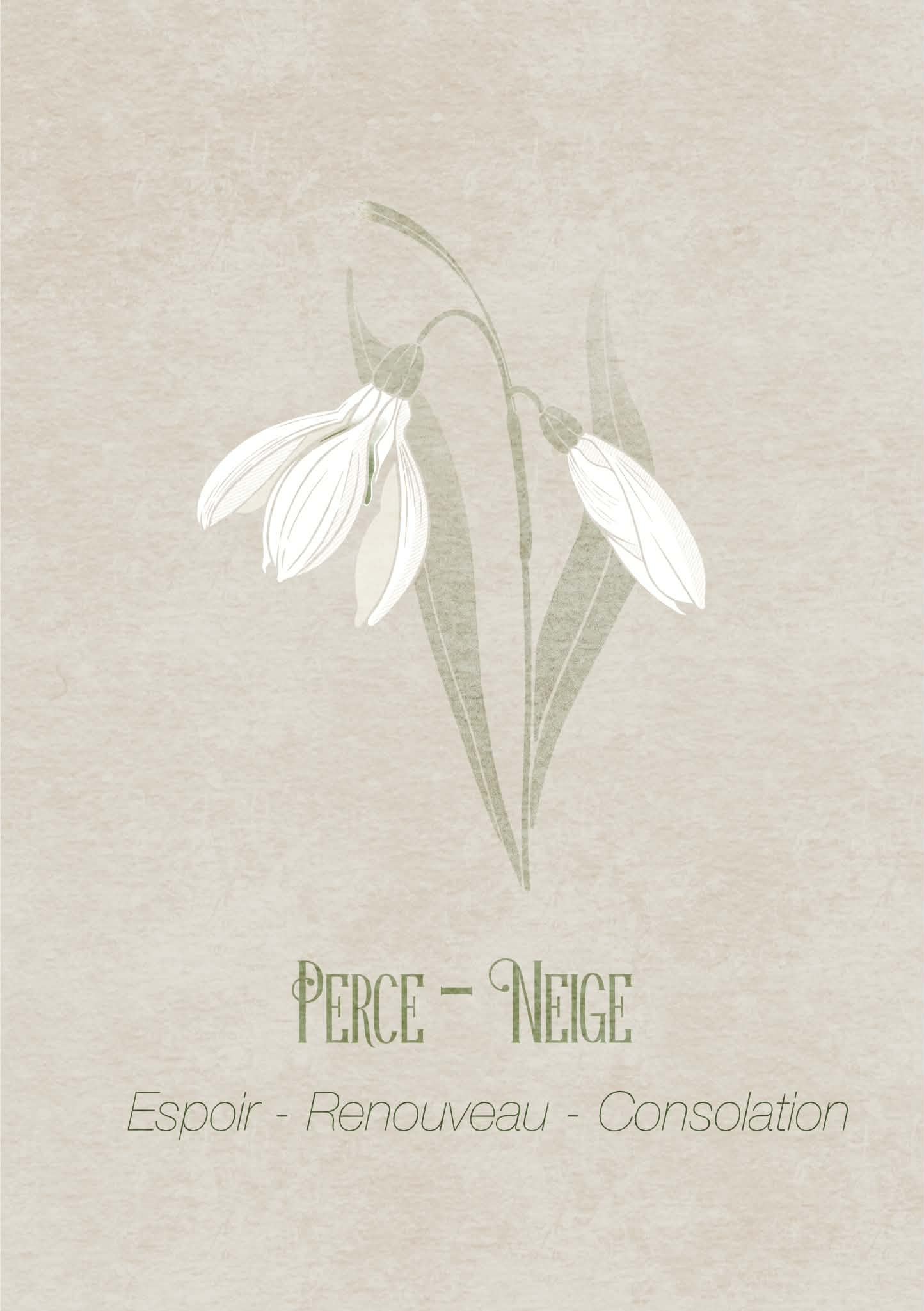 Perce-Neige / Violette - image 1 - student project