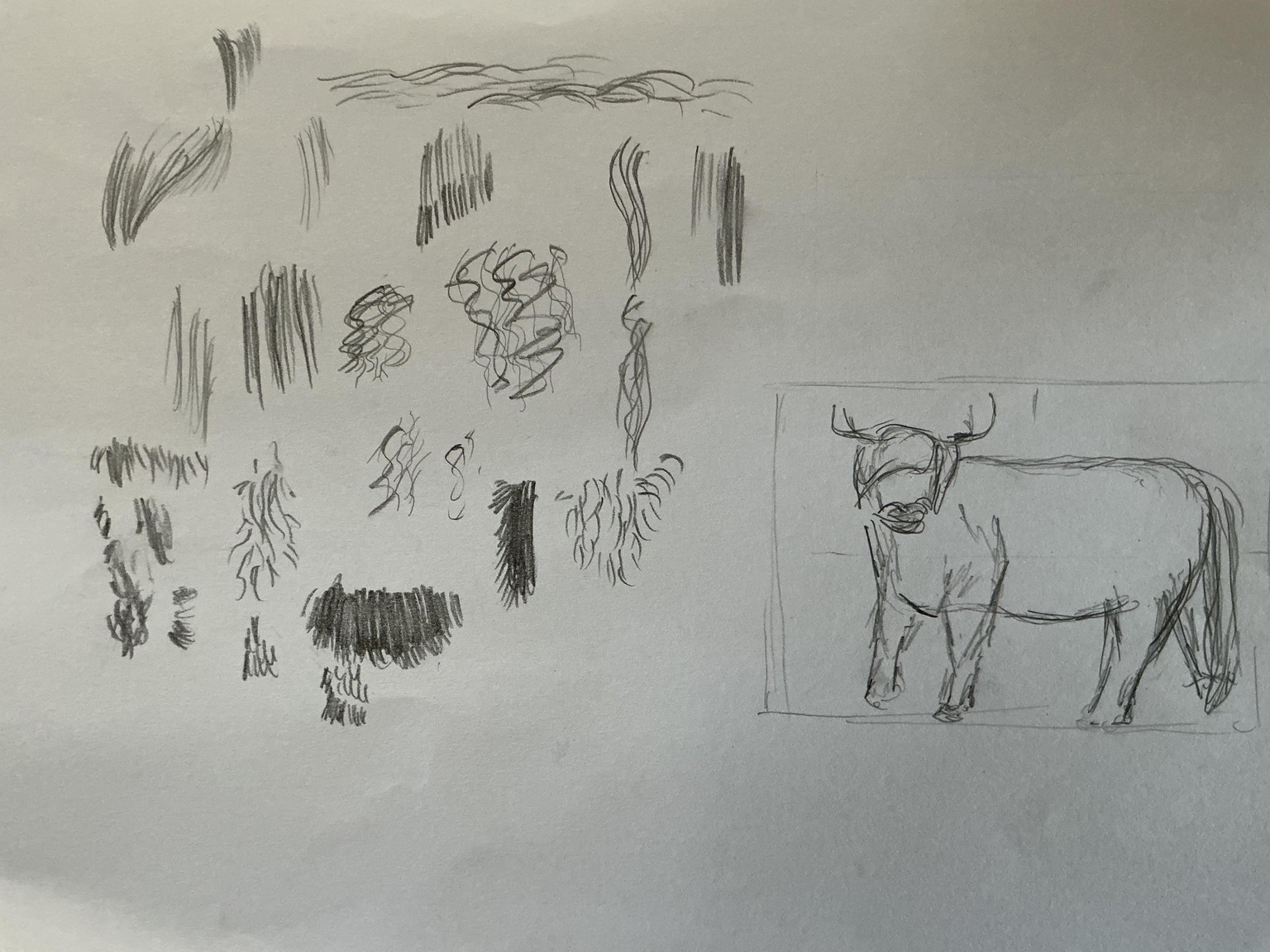 Highland Cow Pencil Drawing - image 1 - student project