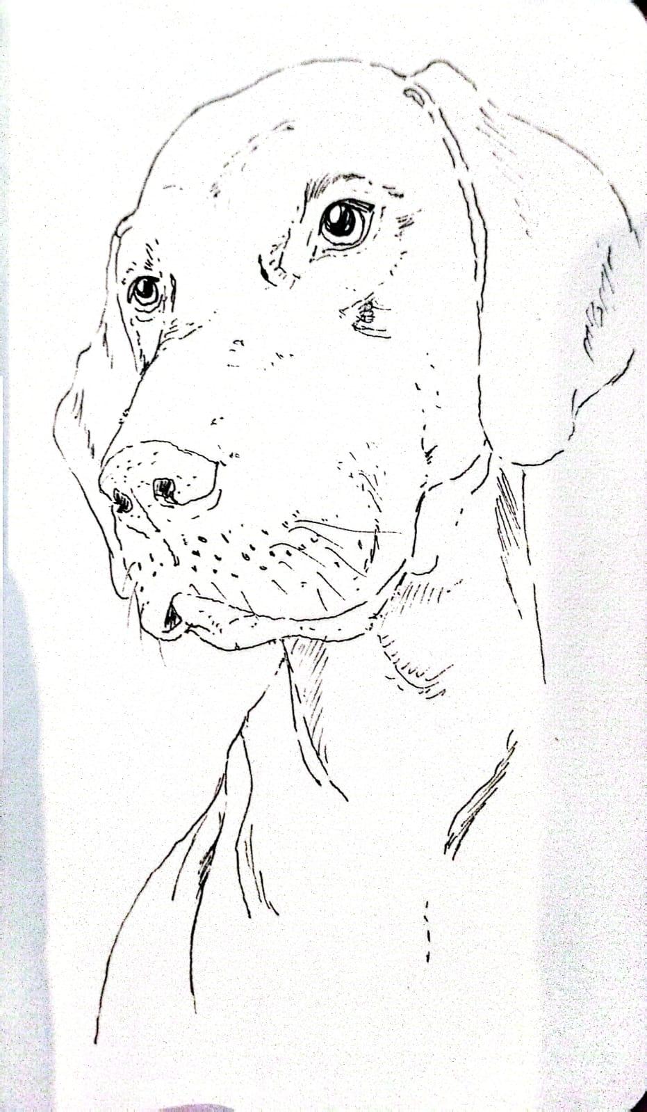 perro - image 1 - student project