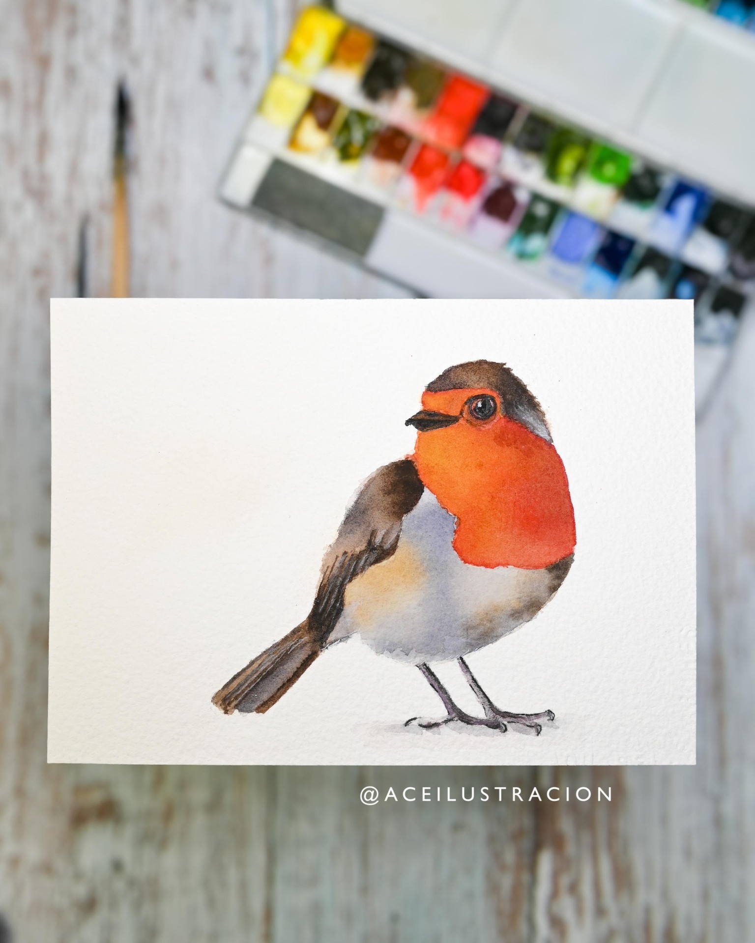 Red Robin - image 1 - student project