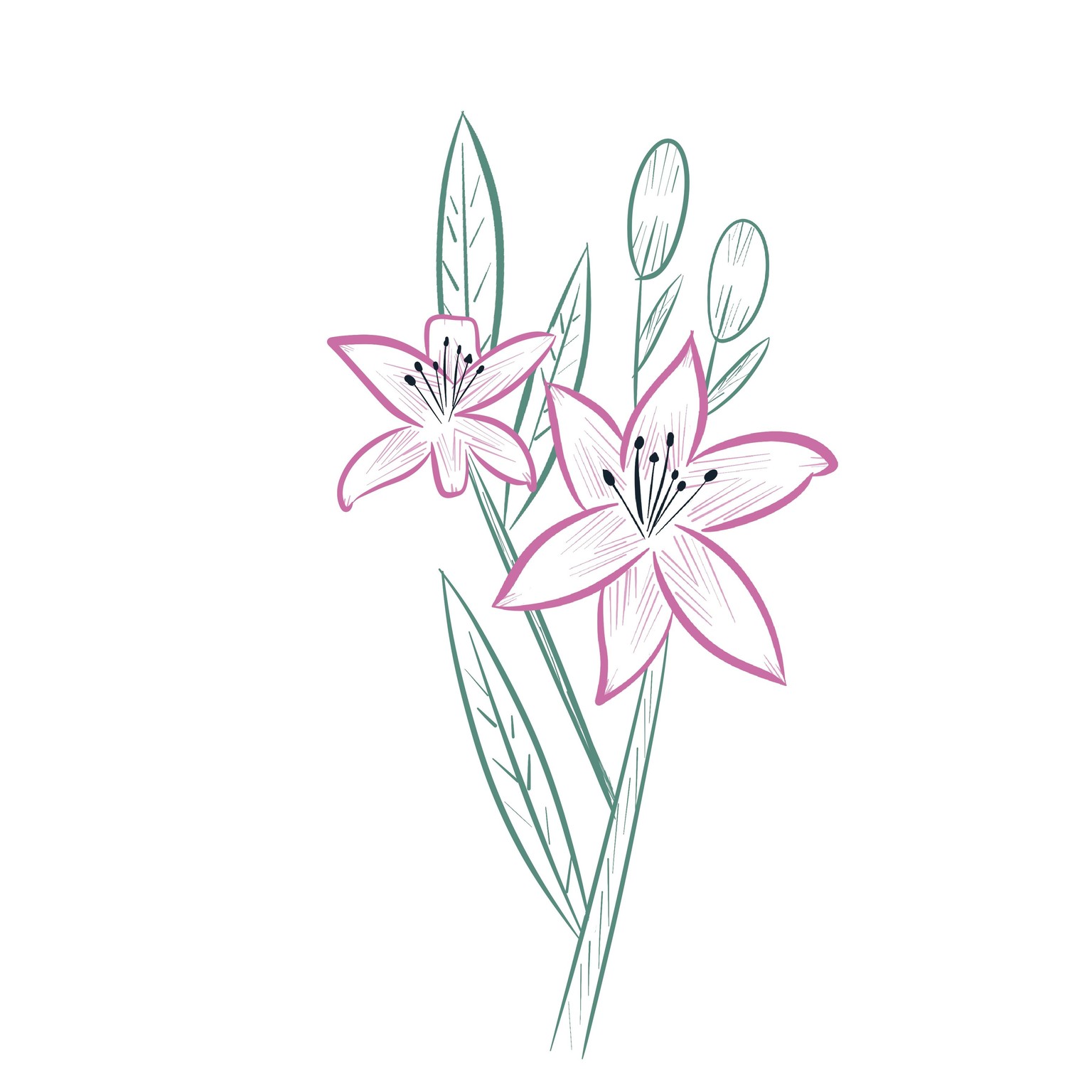 Lily Sketch - image 1 - student project