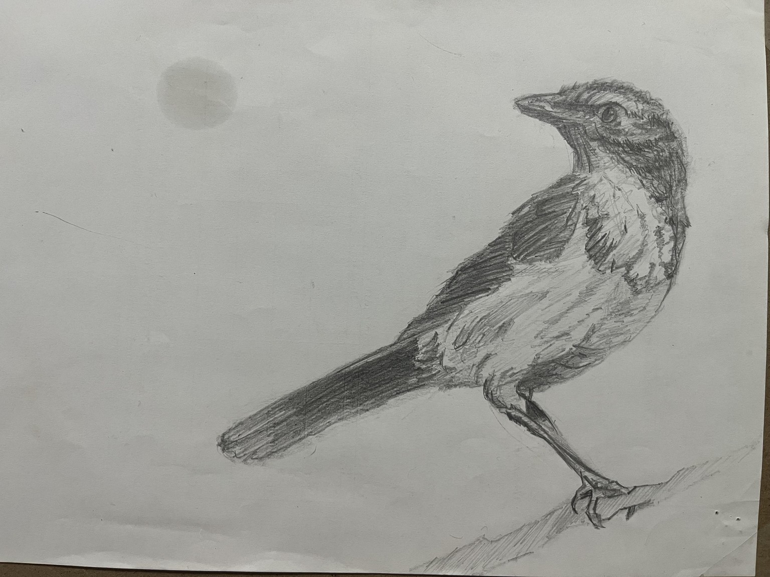 Basic drawing - image 1 - student project