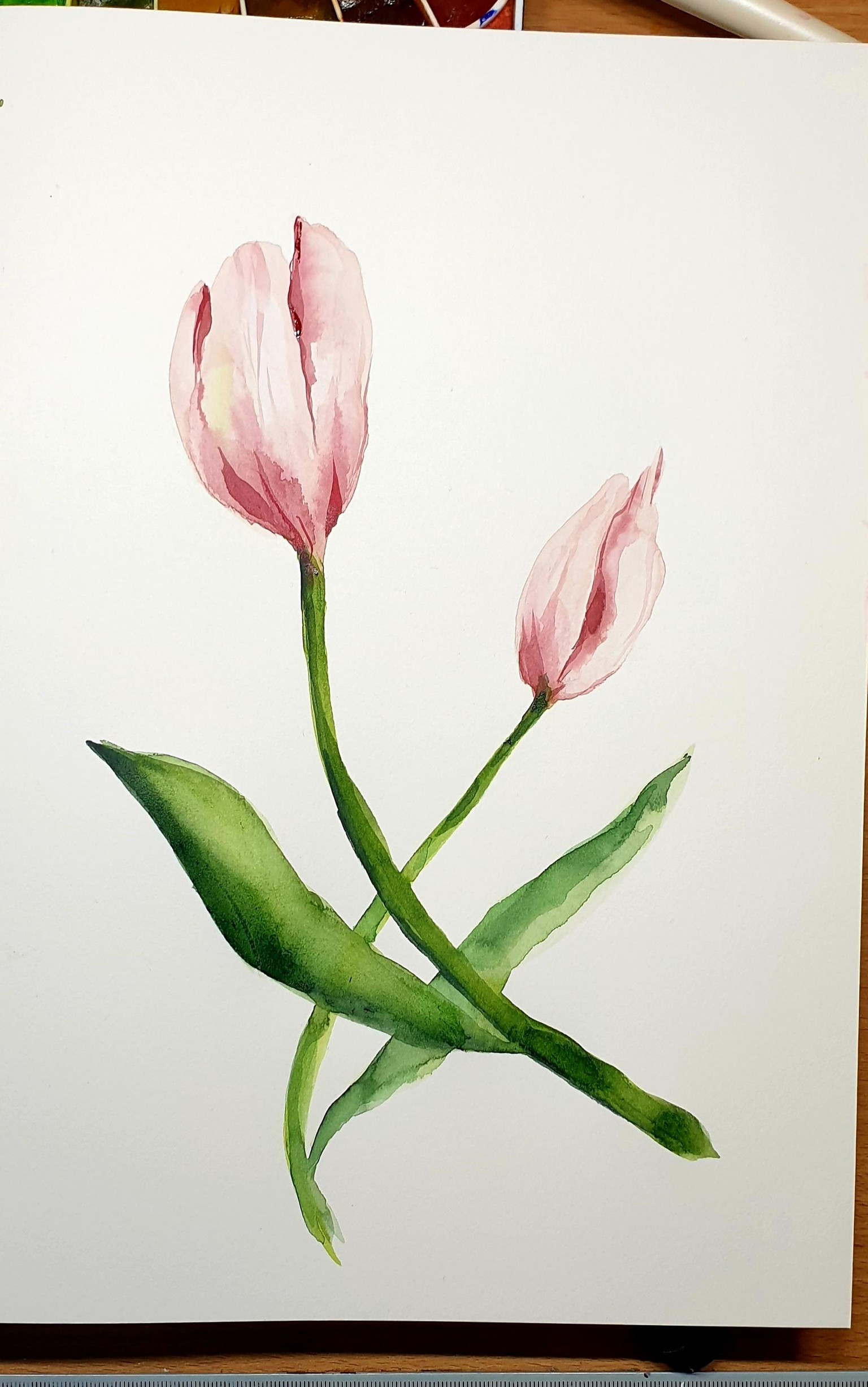 Tulips in new sketchbook - image 3 - student project