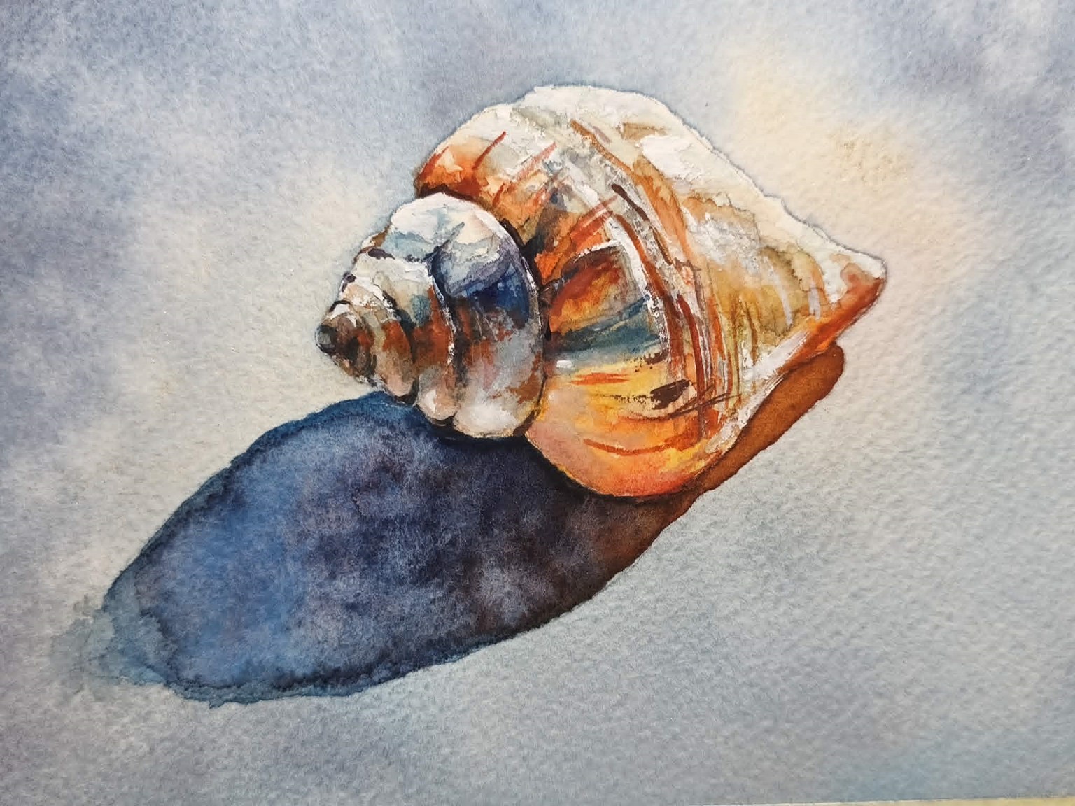 Mušle - image 1 - student project