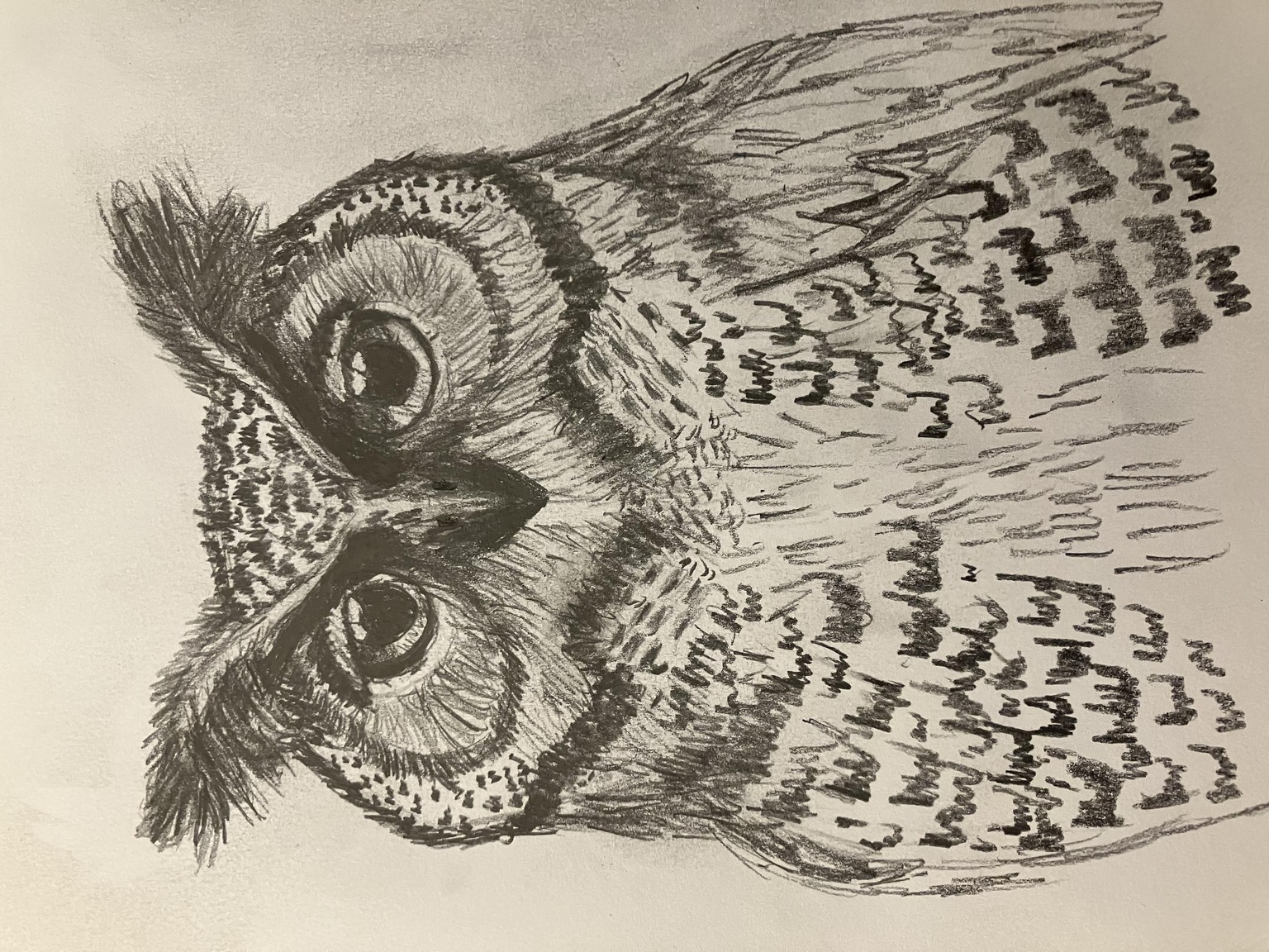 Practice Owl - Thank you so much for this class. It is helping to build my drawing confidence. - image 1 - student project