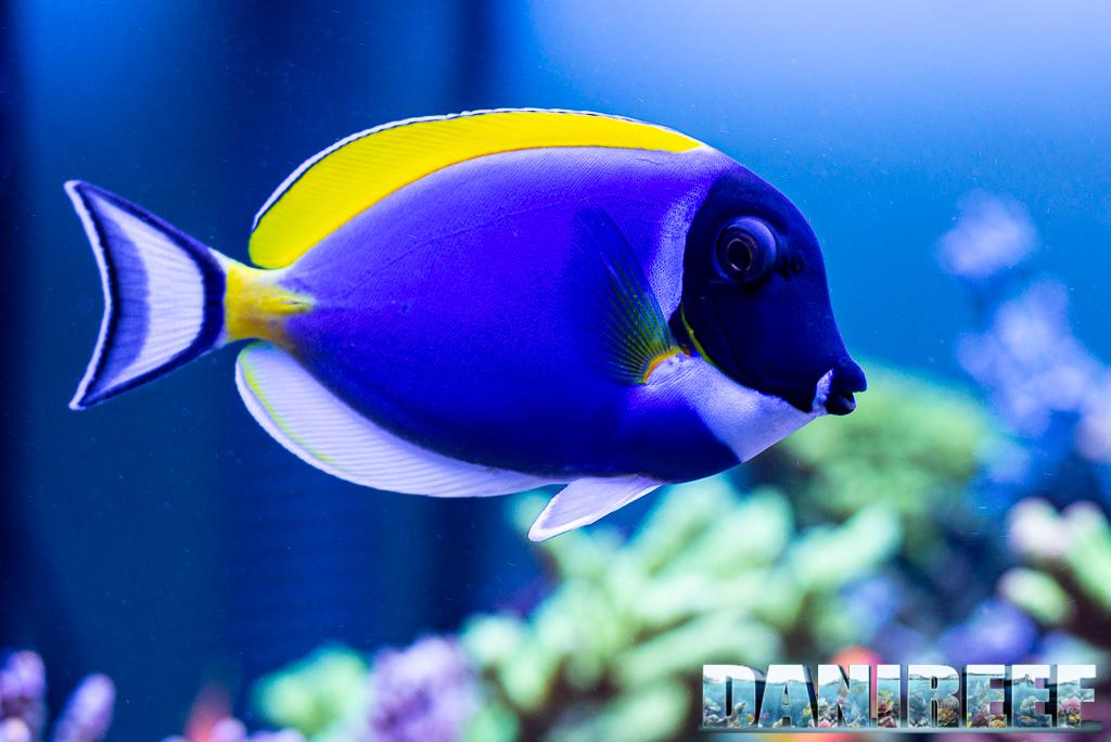 Gina: My Surgeonfish Character - image 1 - student project