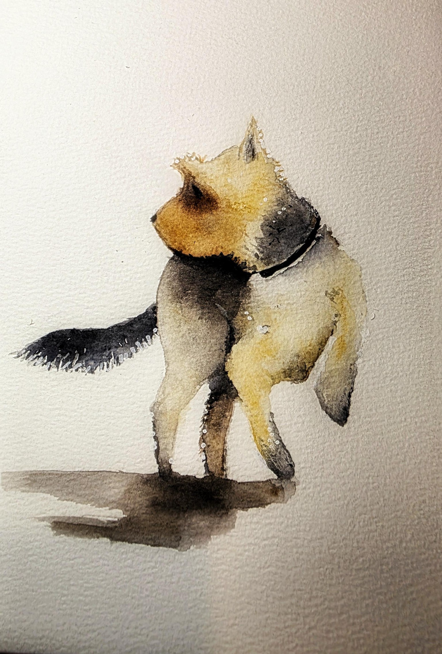 Yorkshire Terrier - image 1 - student project