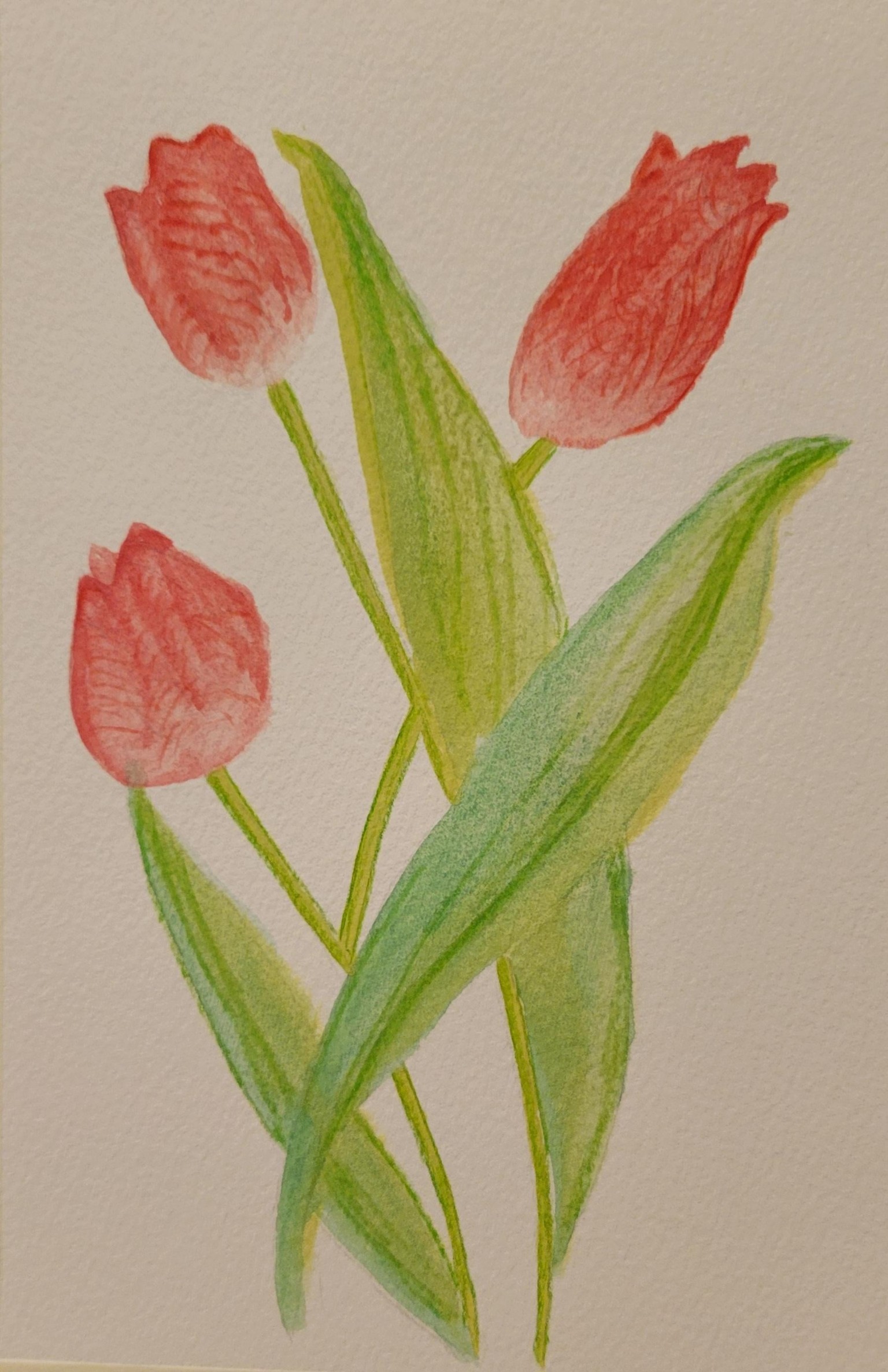Tulips - image 1 - student project