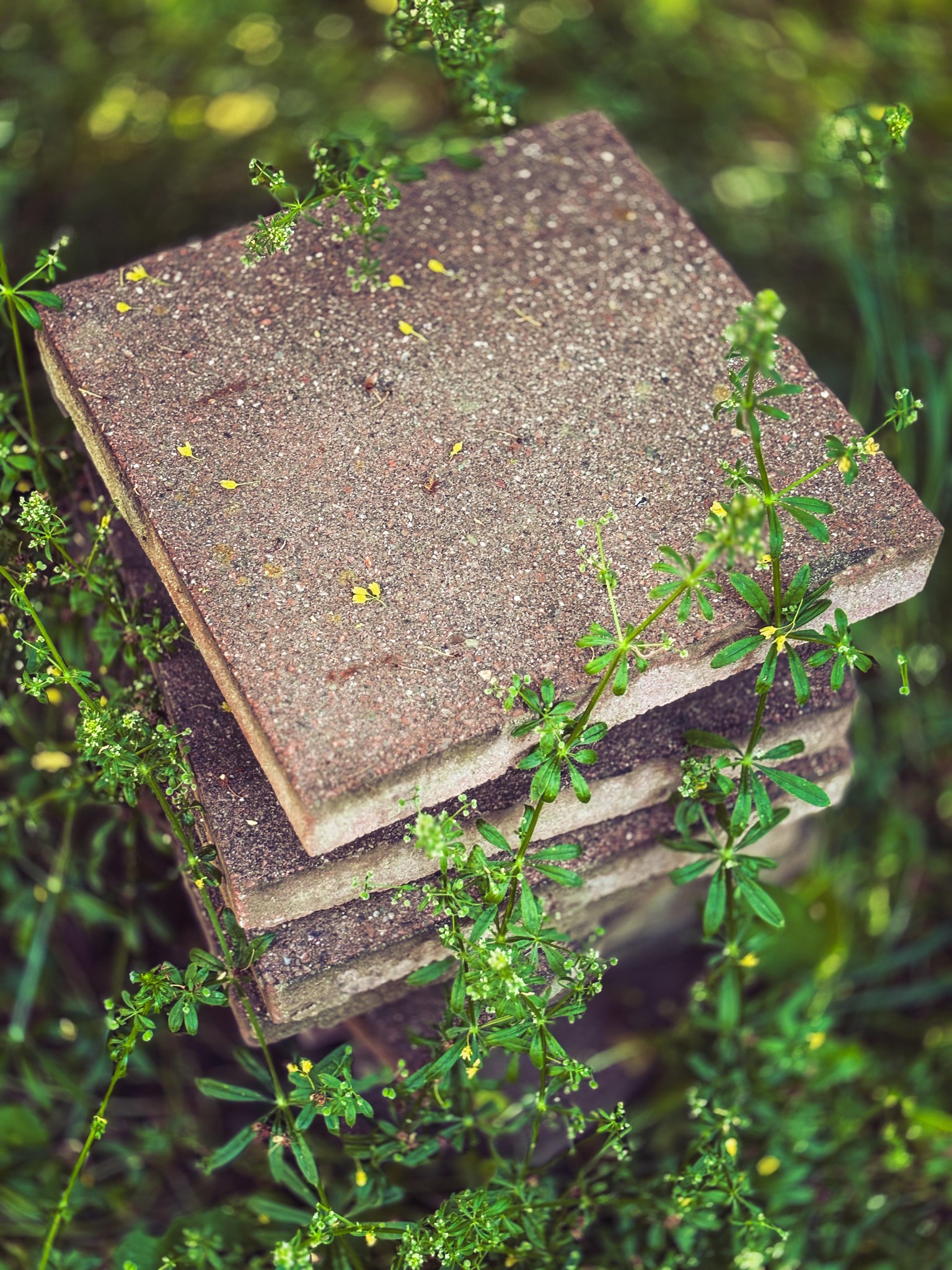 Backyard Weeds & Stones - image 1 - student project