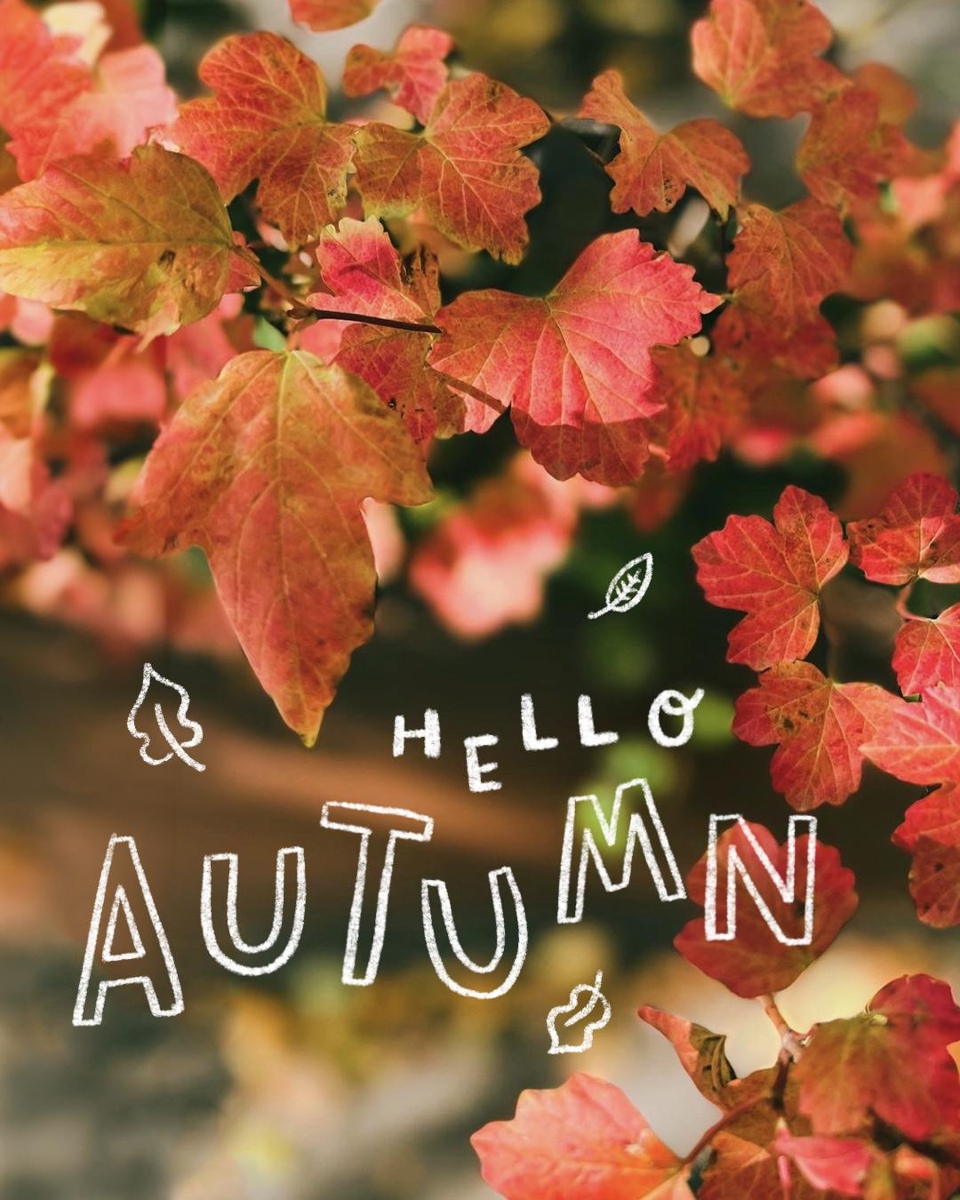 Hello, Autumn 🍁 - image 2 - student project