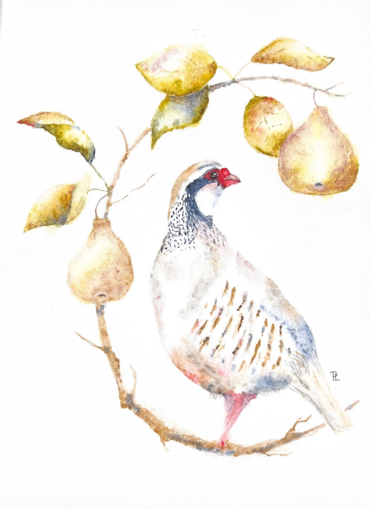 Partridge on pear branch - image 1 - student project