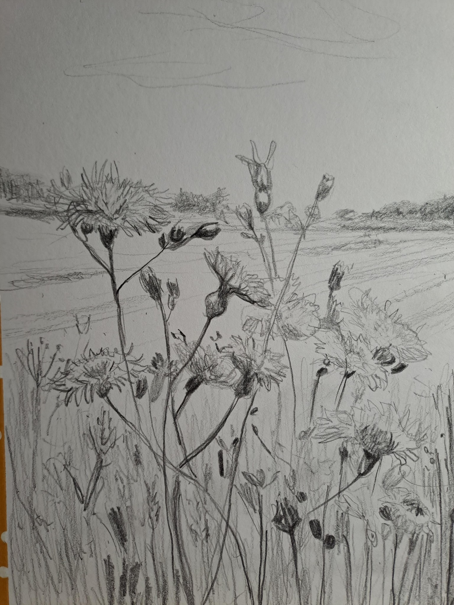 10 days of landscape sketching - image 3 - student project