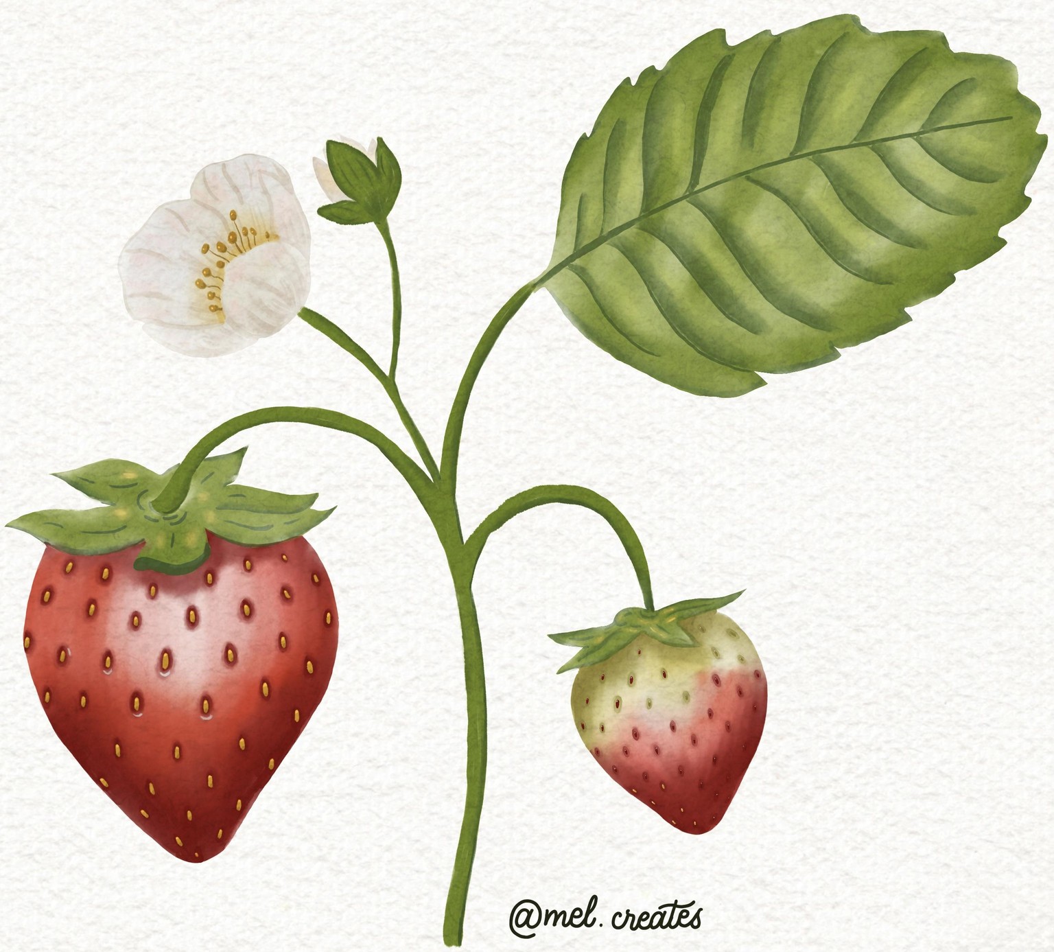 Realistic Watercolor Botanicals  Digital Illustration - image 1 - student project