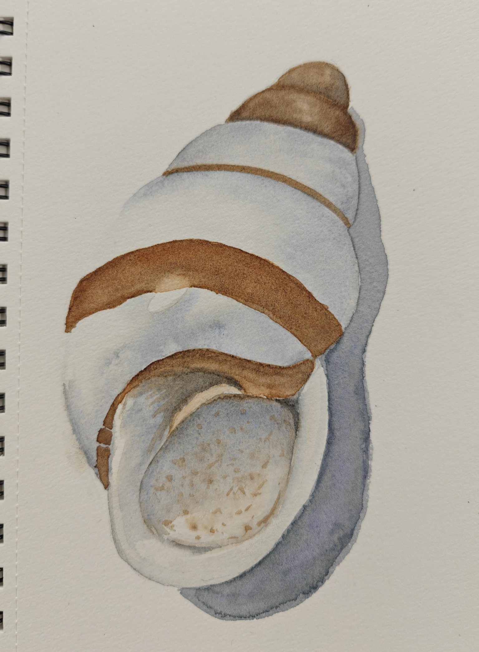 Seashell Serenade Project - image 2 - student project