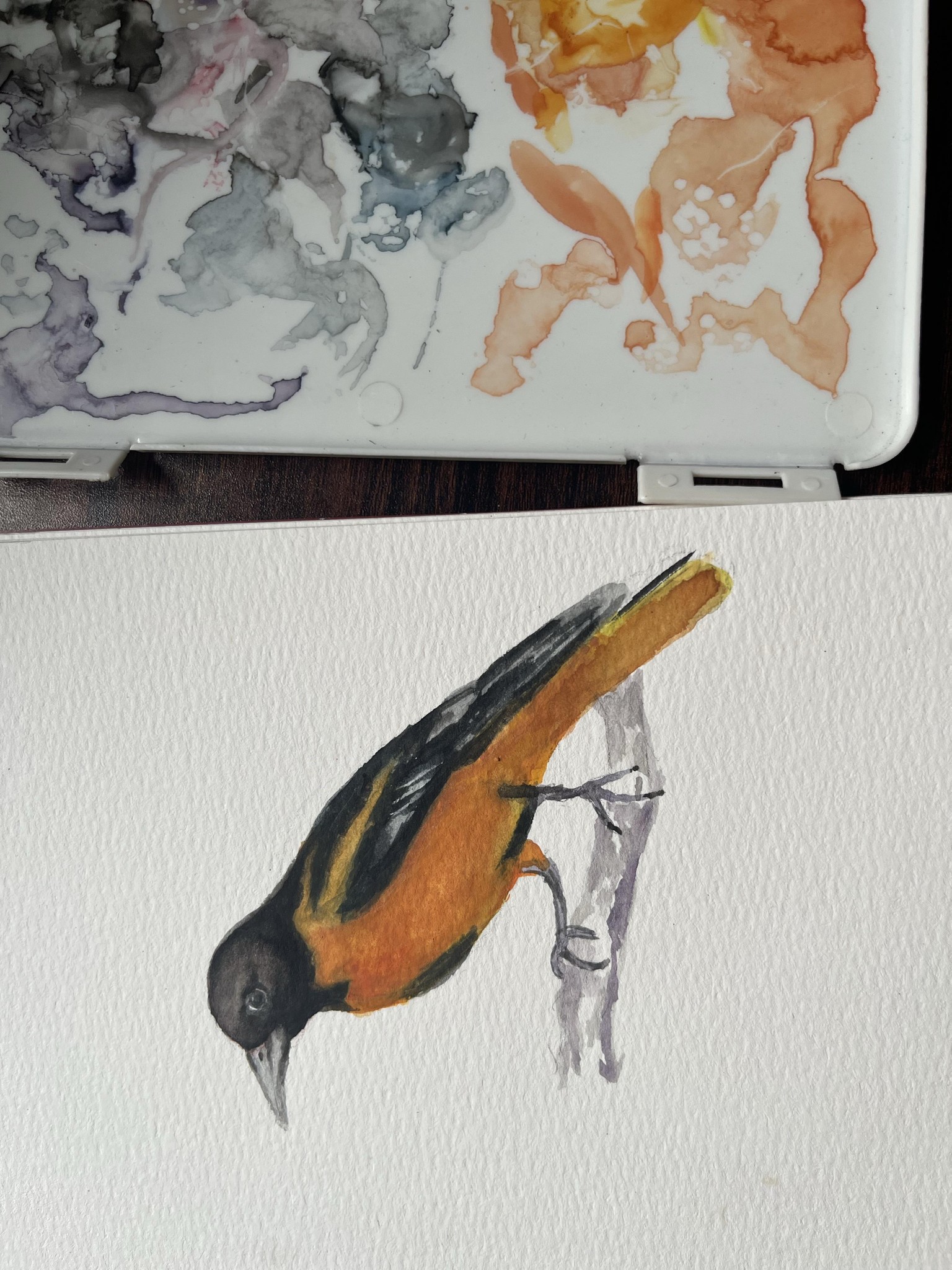 Water color Oriole - image 1 - student project
