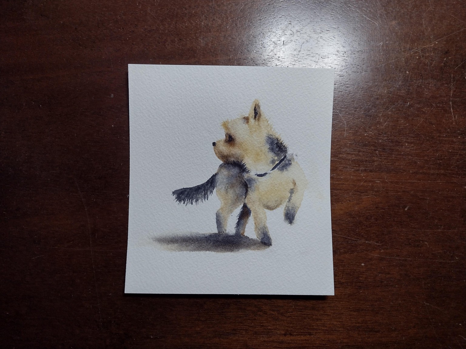 Yorkshire Terrier - image 1 - student project