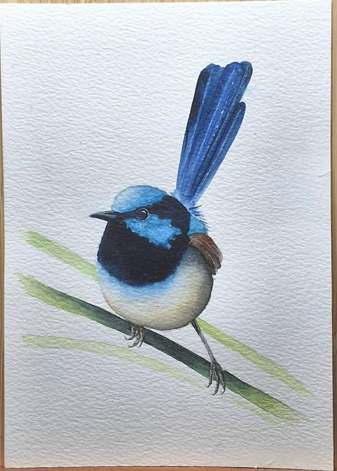 Blue wren in watercolour - image 1 - student project