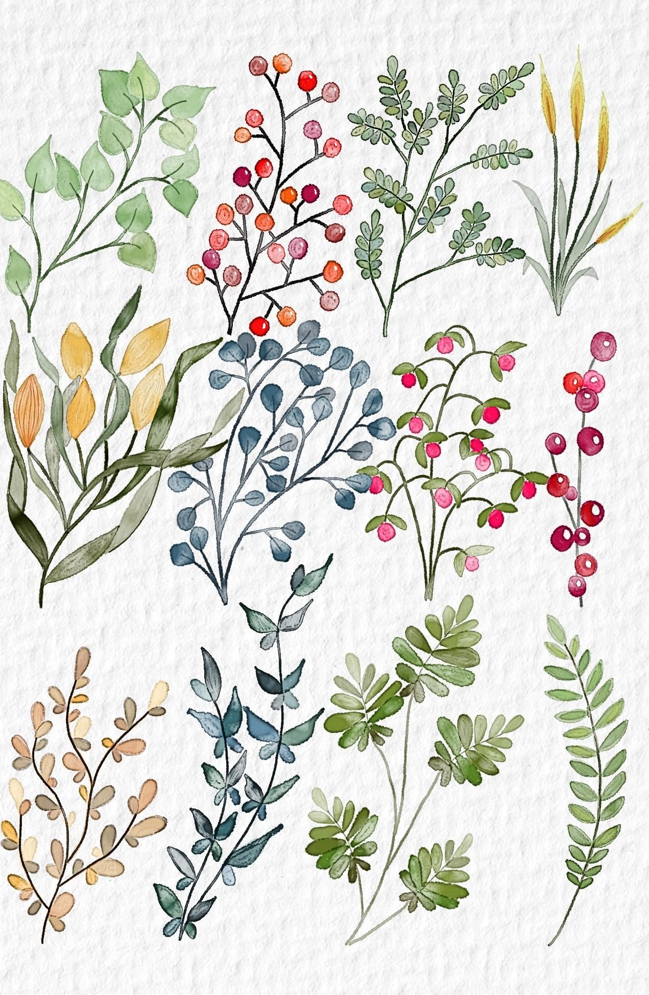 Ilustracion botanica 101 - image 1 - student project