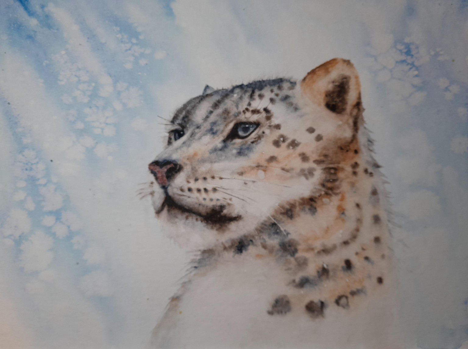 Snow leopard - image 1 - student project