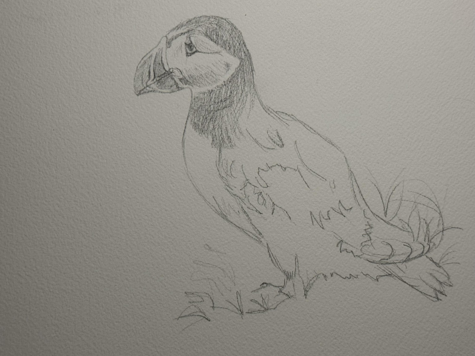 Expressive Puffin - image 2 - student project