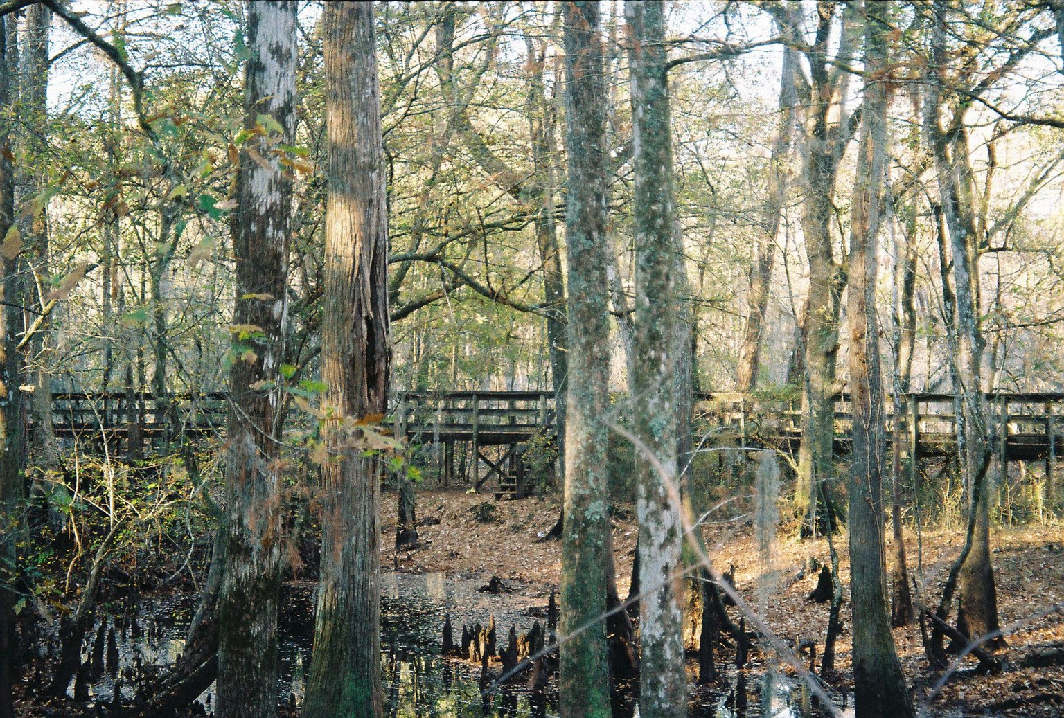 The Lumber river (film) - image 2 - student project