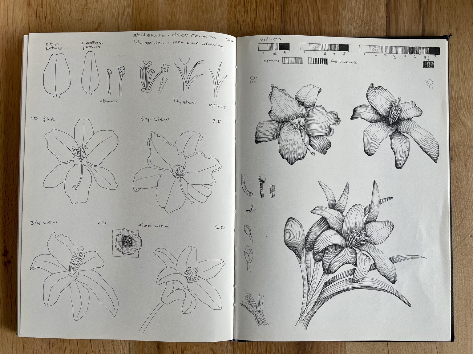 Pen and ink lily garden - image 2 - student project