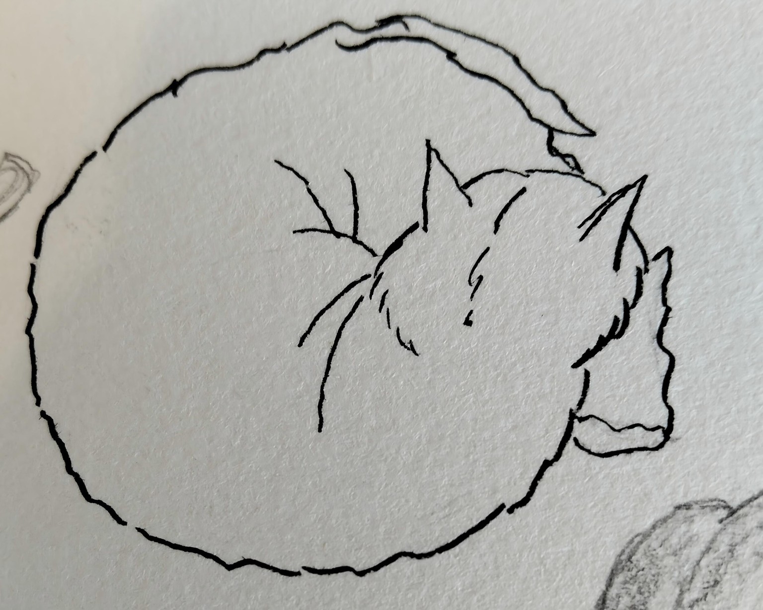 cat drawings - image 3 - student project