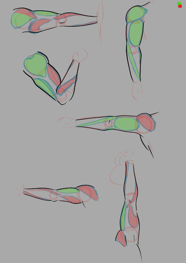 On going Anatomy Practice - image 2 - student project