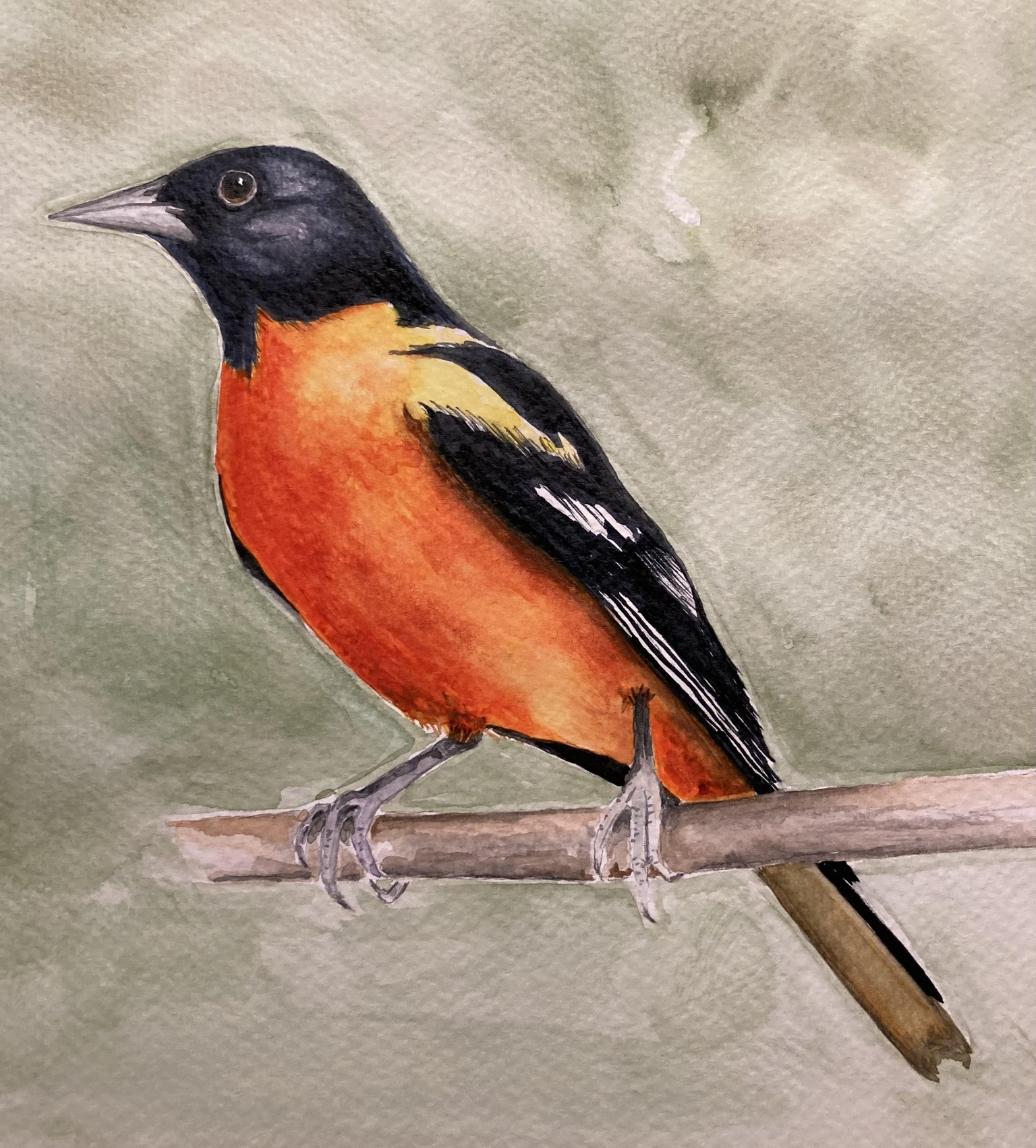 Watercolor Oriole - image 1 - student project