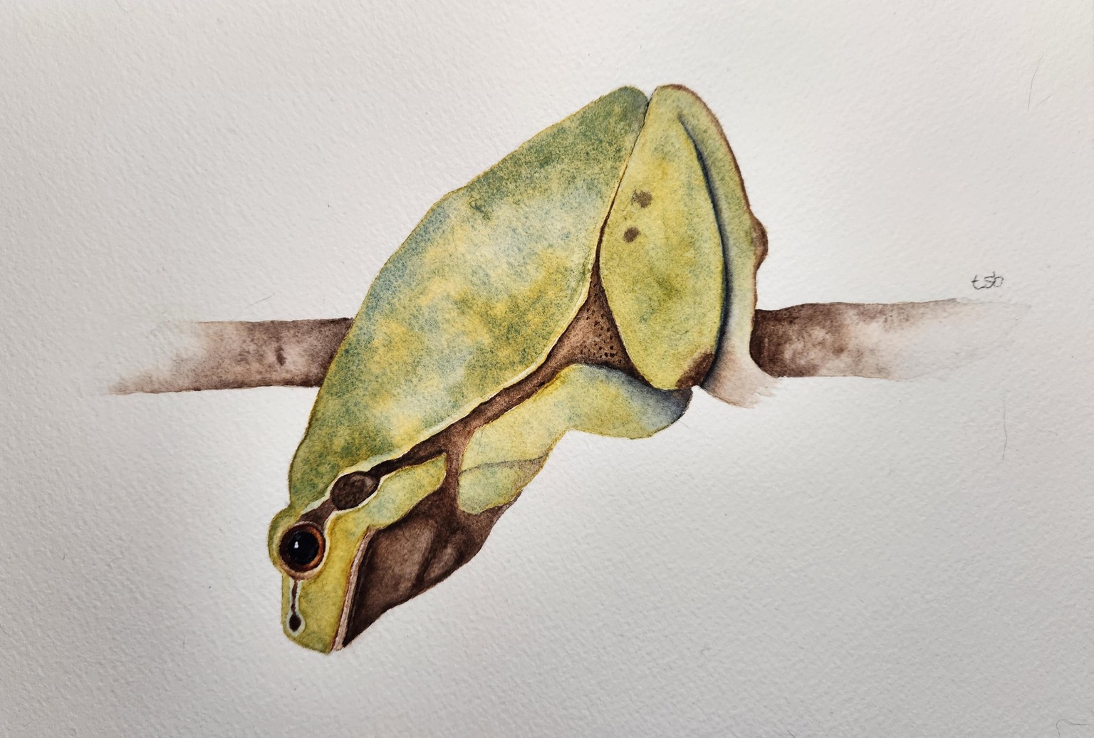 Freddy the Tree Frog - image 1 - student project