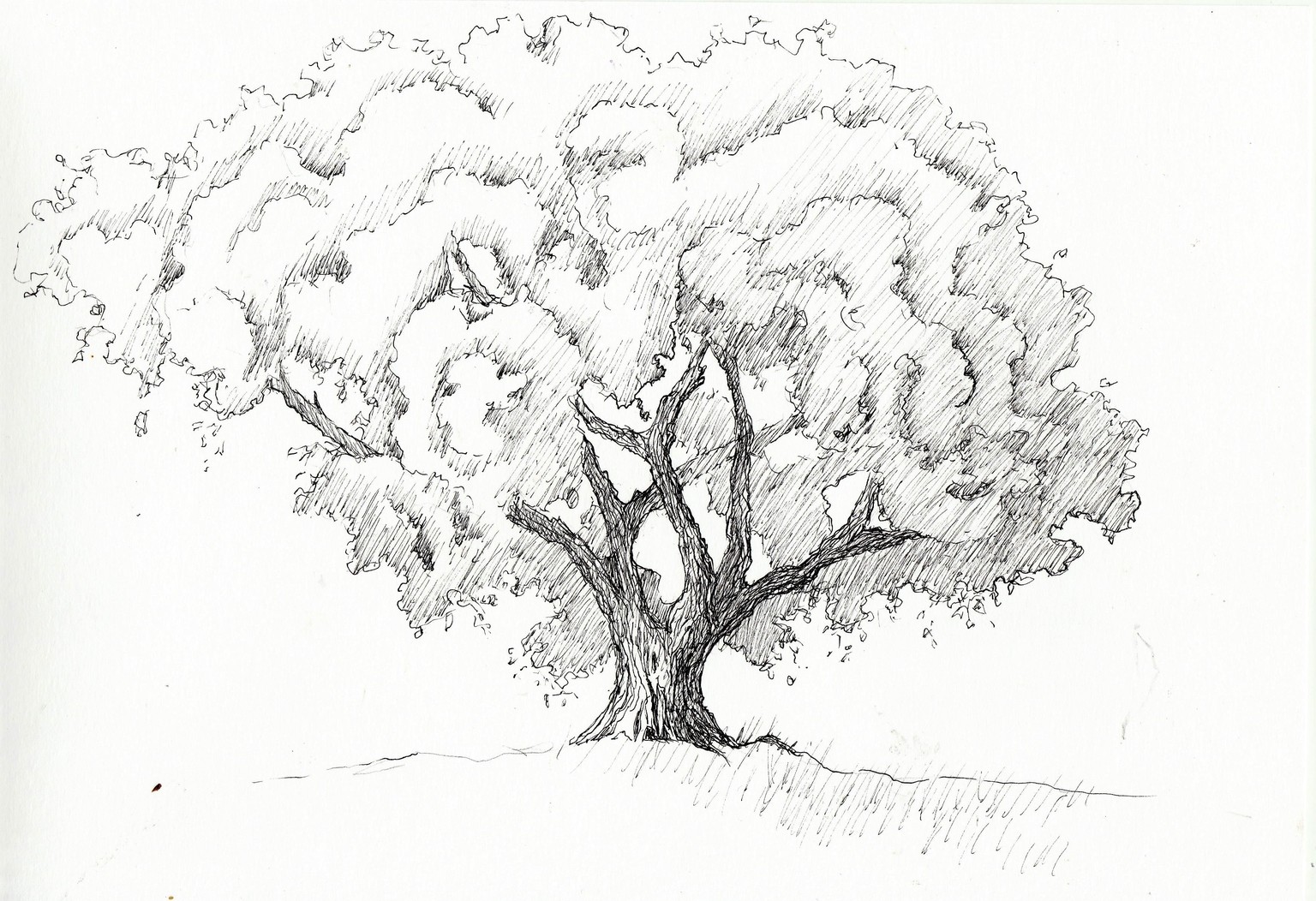 Winter and Summer Trees - image 2 - student project