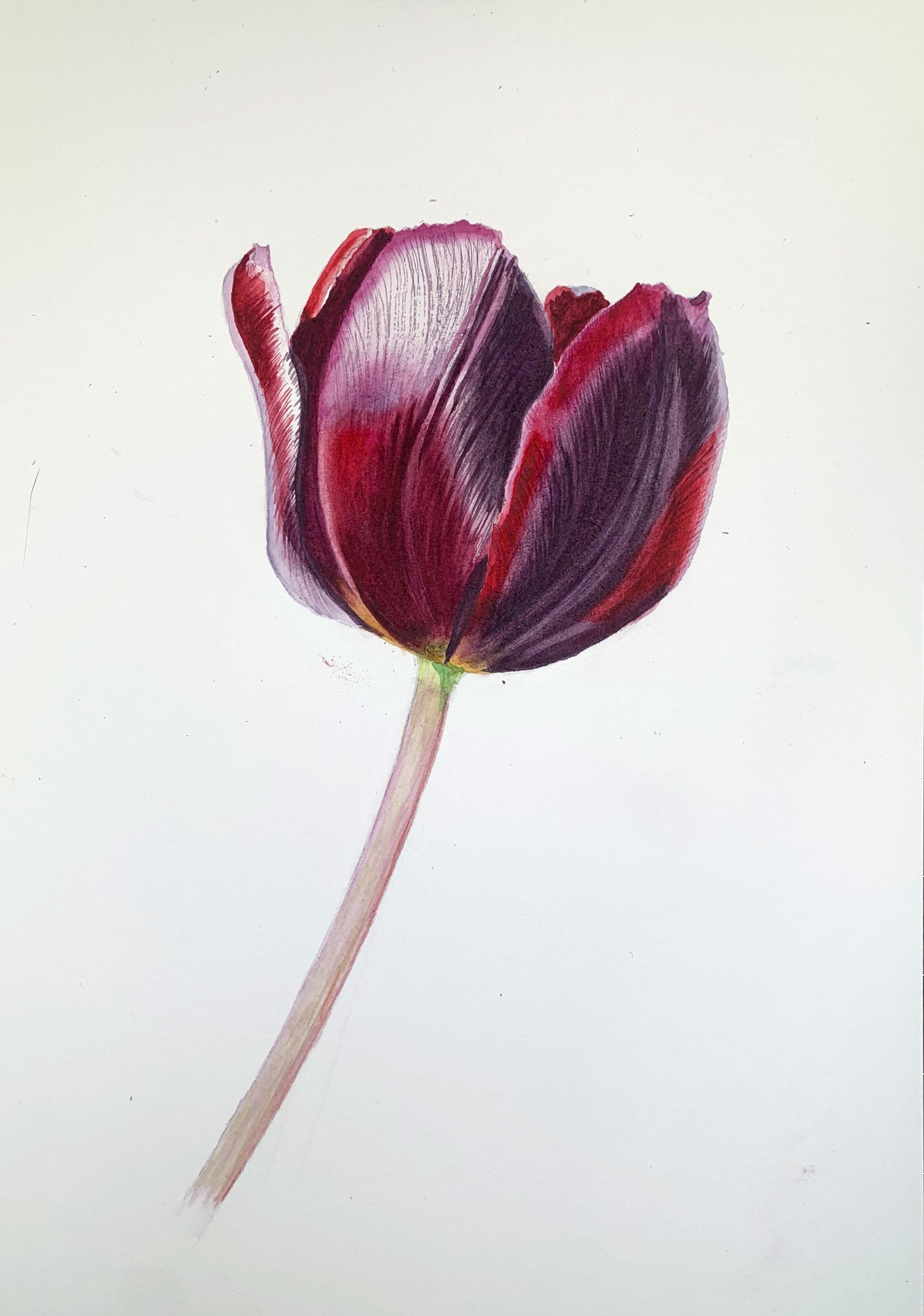 Tulip - image 1 - student project
