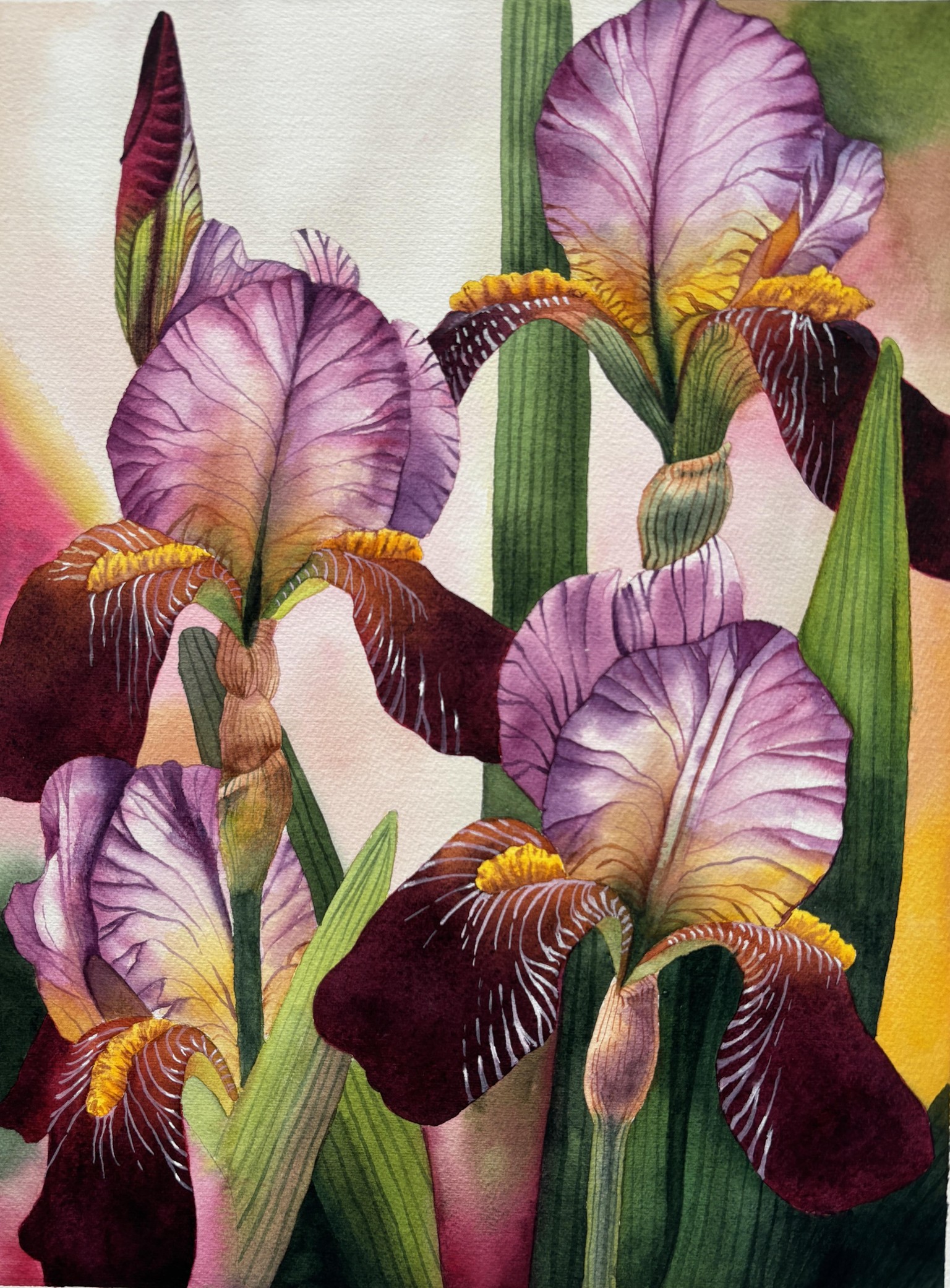 Bearded Irises - image 1 - student project