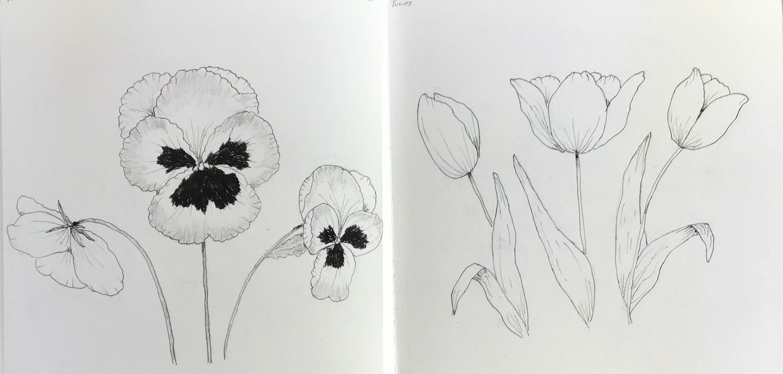 Botanical drawing - image 5 - student project