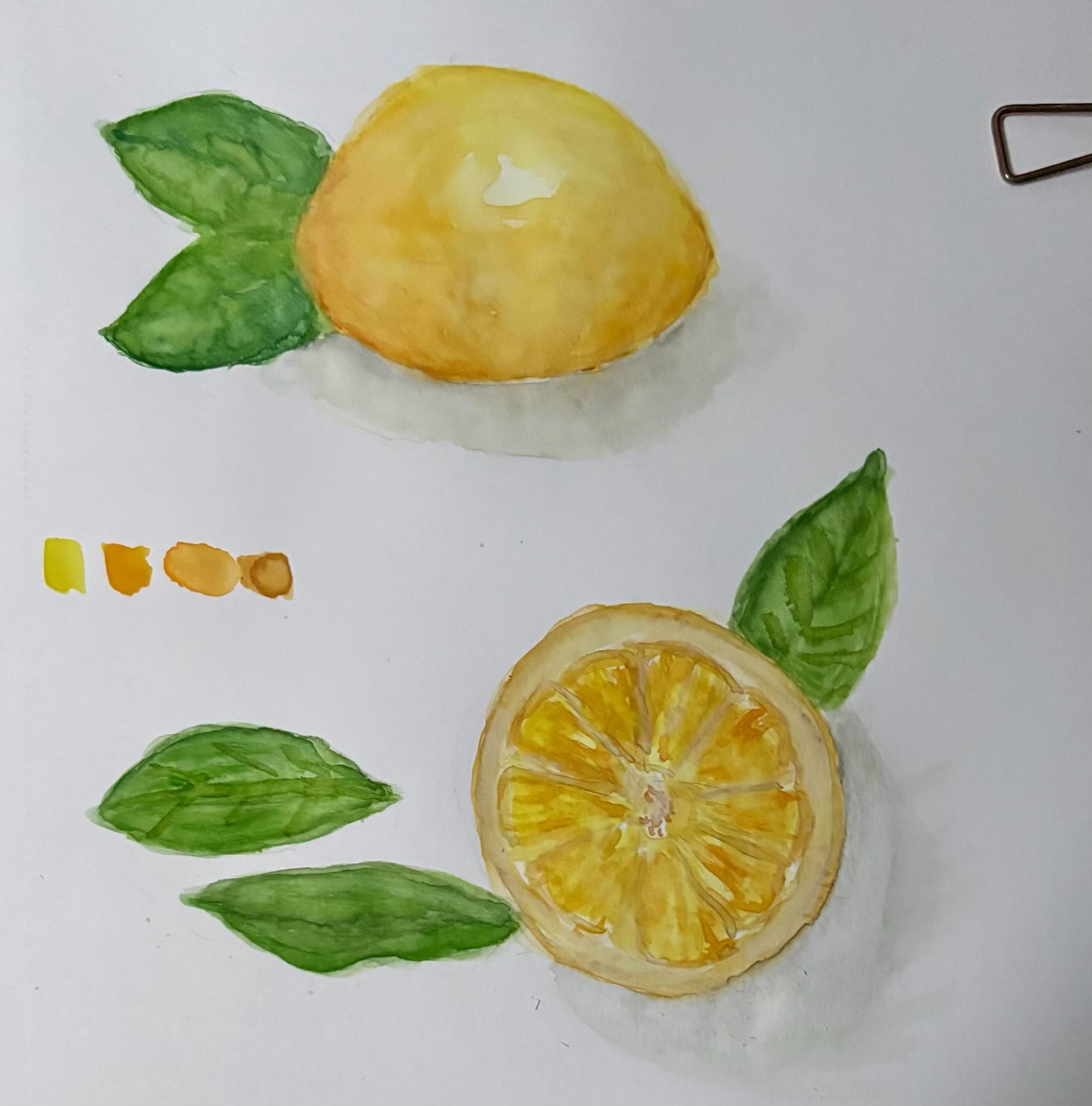 Citrus Fruits - image 1 - student project