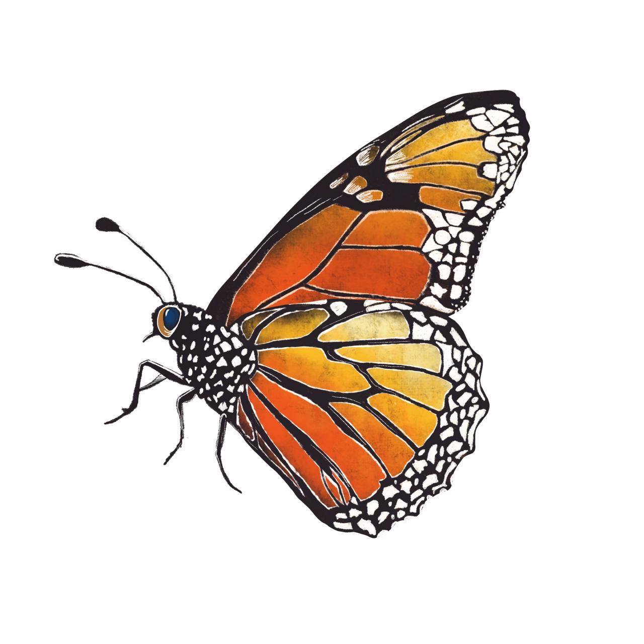 My best butterfly, thank you, teacher!!! - image 1 - student project