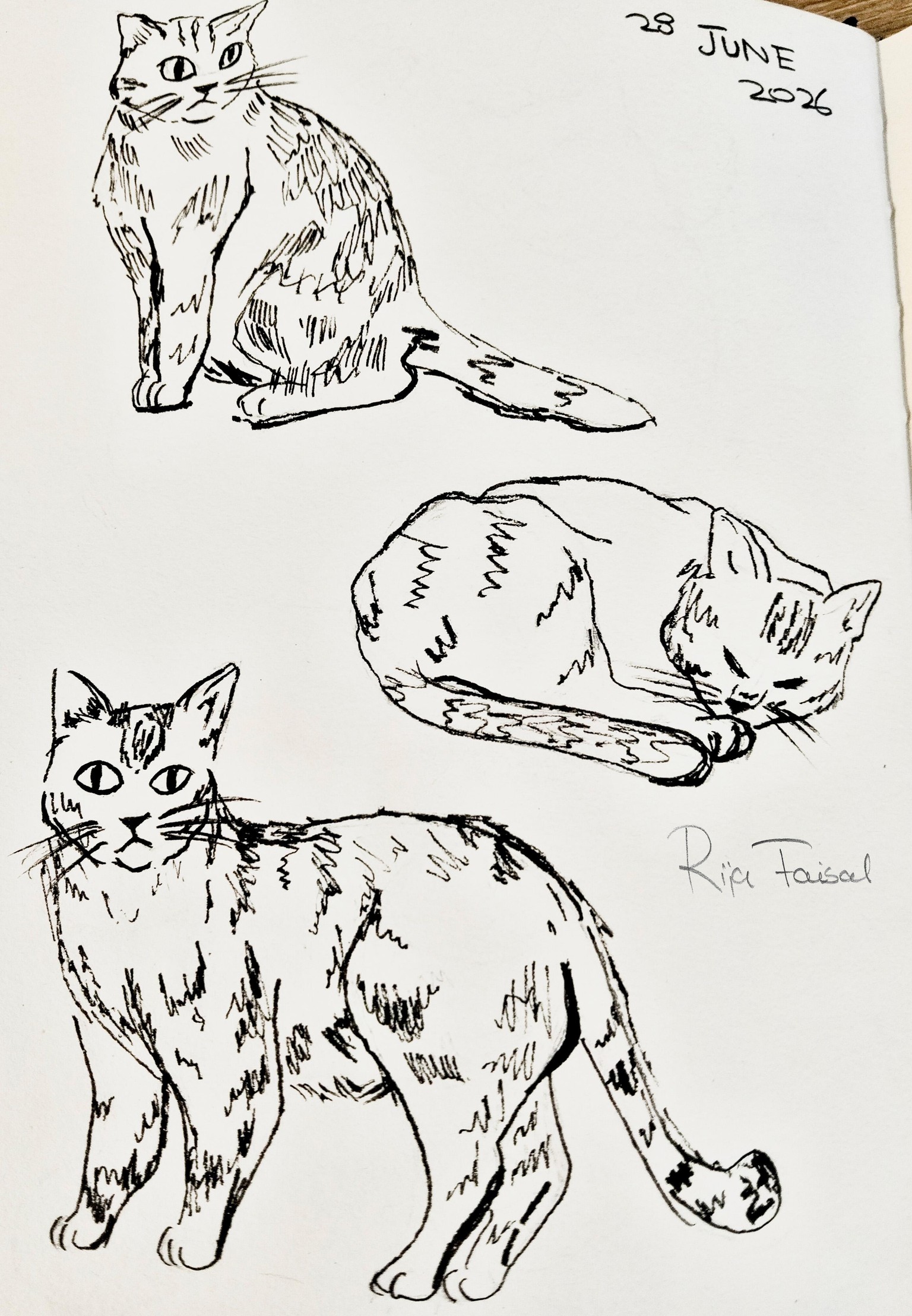 3 Cat Poses - image 1 - student project