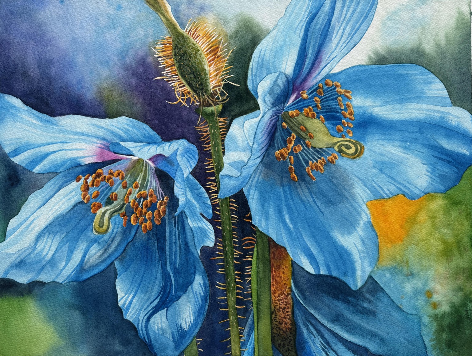 Himalayan Blue Poppies - image 1 - student project