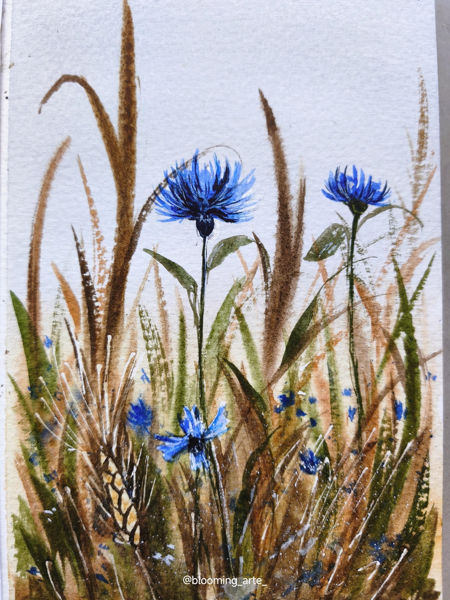 Loose cornflowers - image 1 - student project