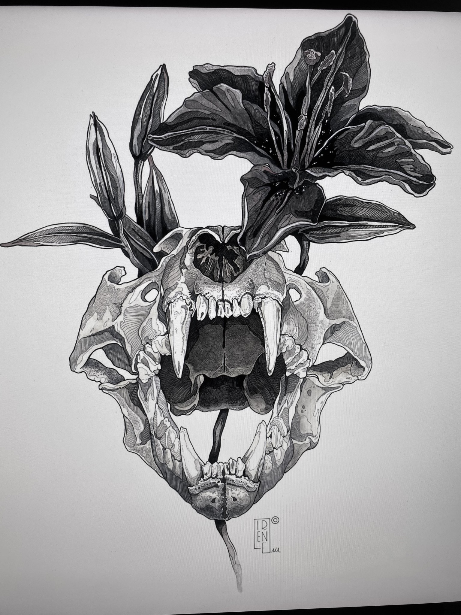 Lioness stories. . . - image 2 - student project