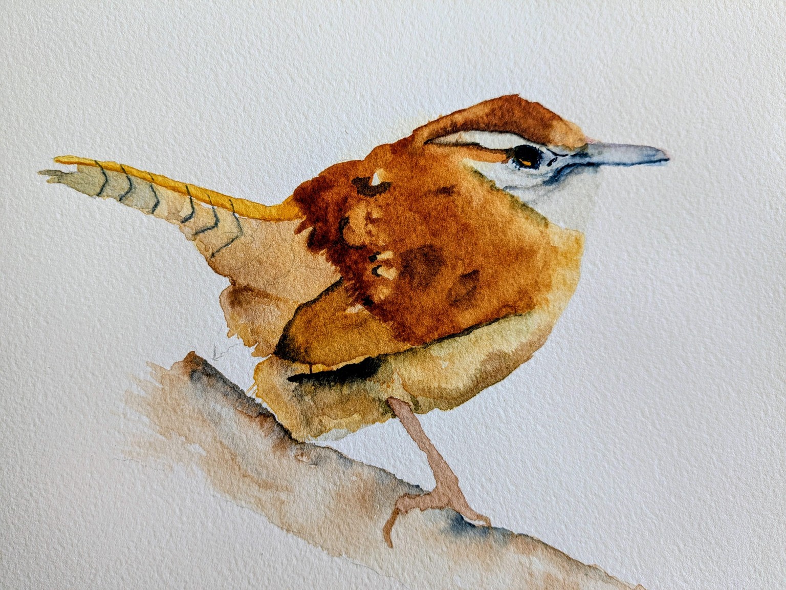 Wren w/ Wet-Into-Wet Techniques - image 1 - student project